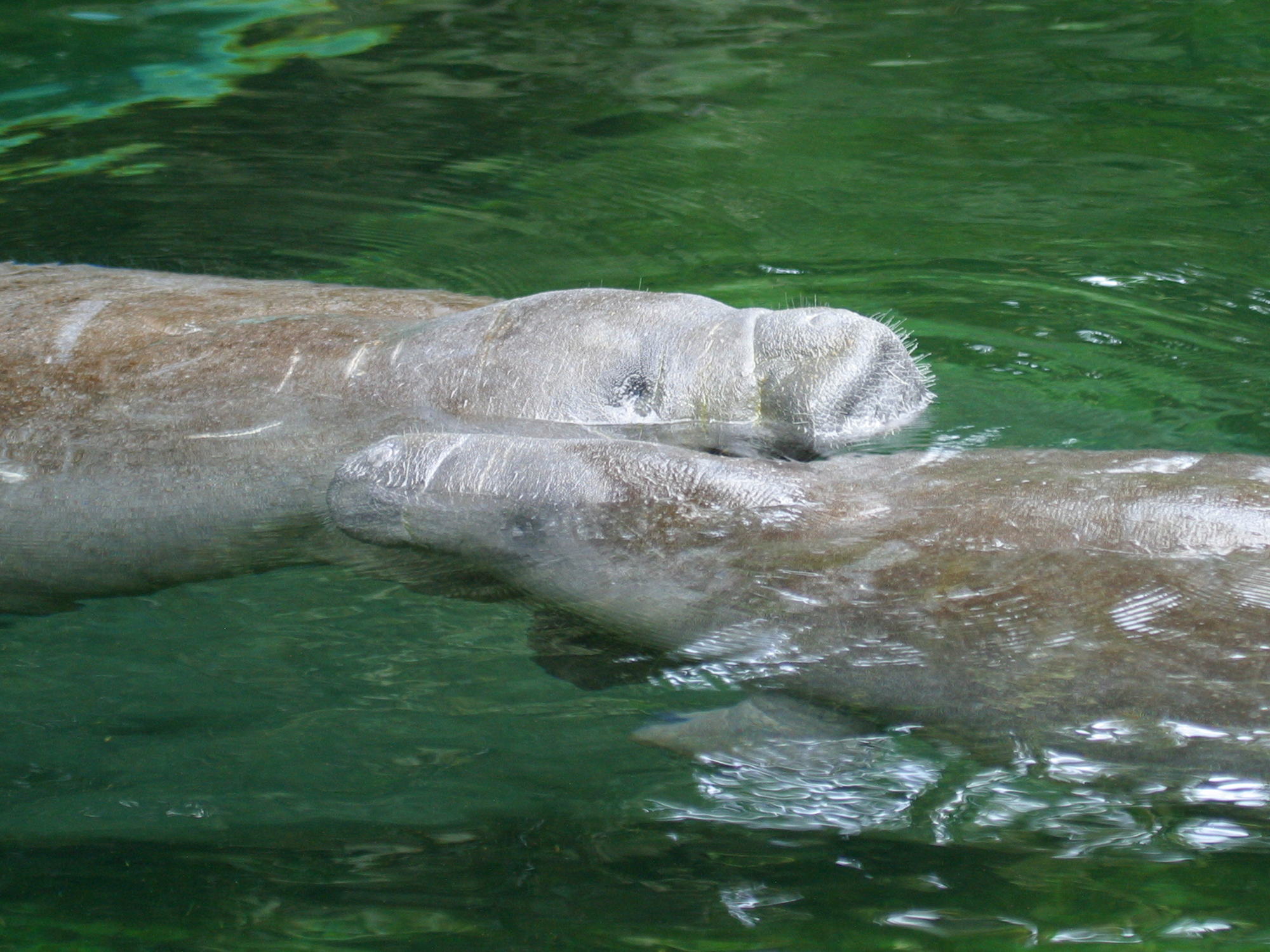 Afficher le média trichechus_manatus5bd trichechus_manatus5bd