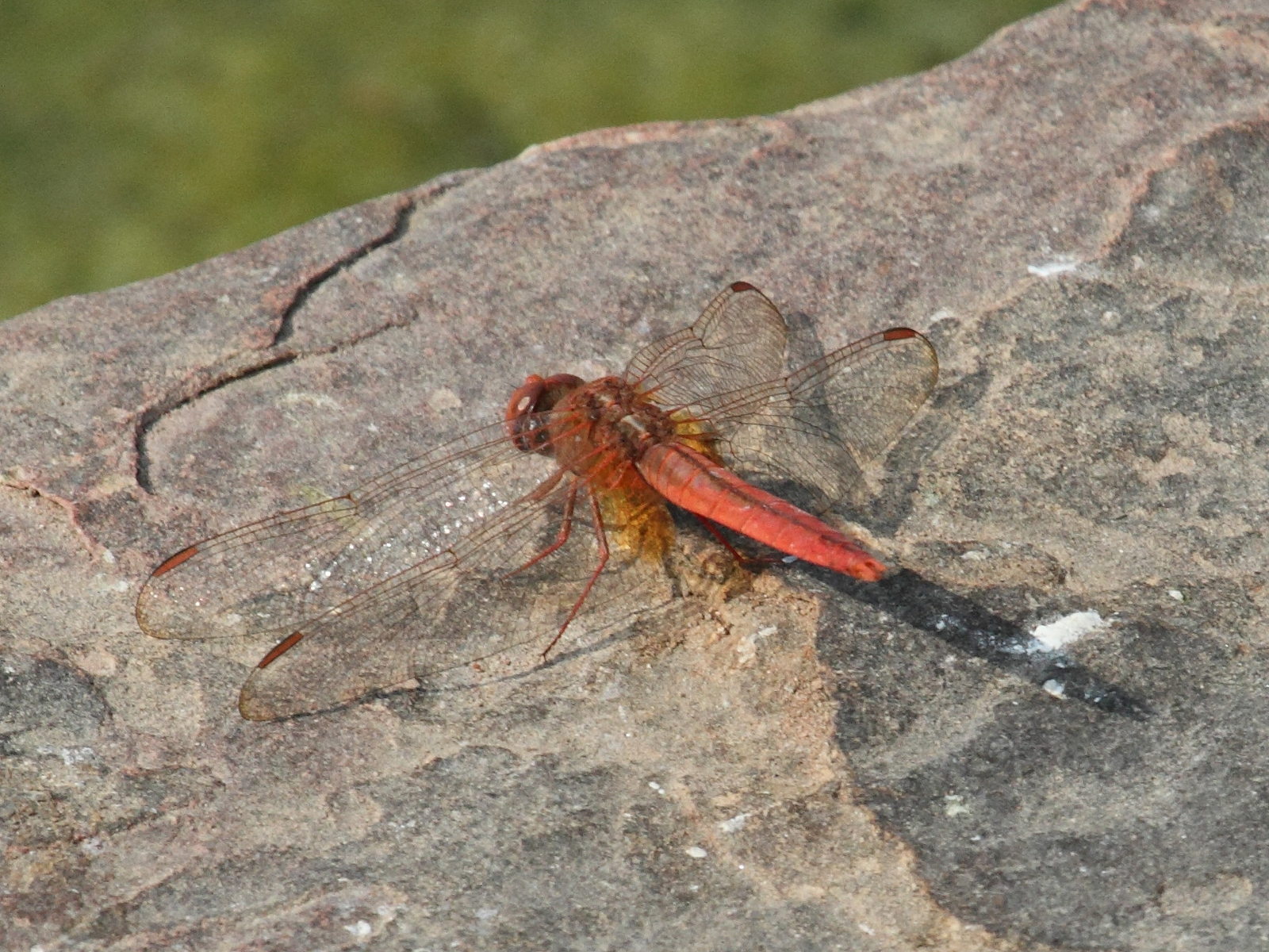 urothemis_signata1bd