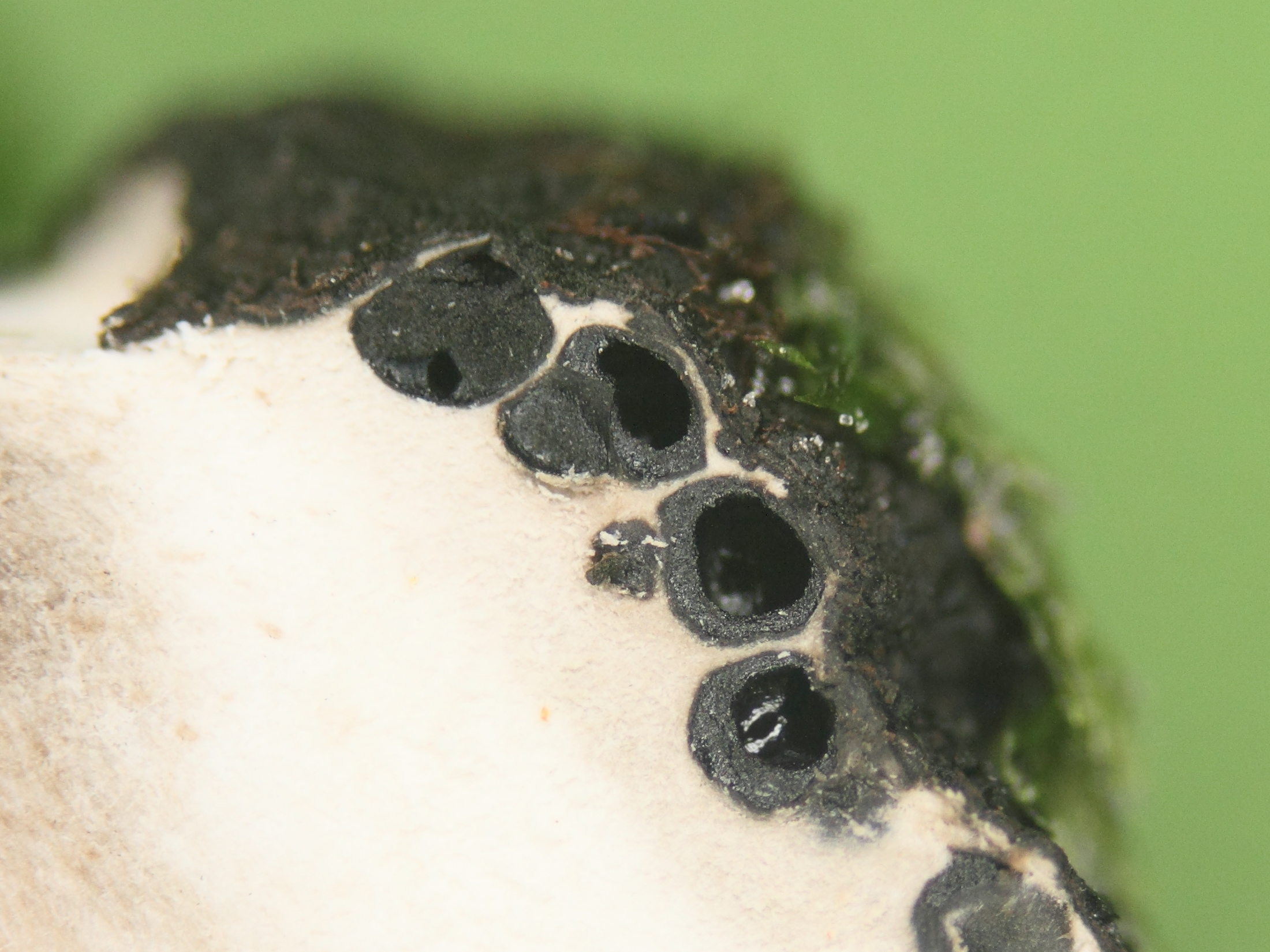 Afficher le média xylaria_polymorpha5md xylaria_polymorpha5md