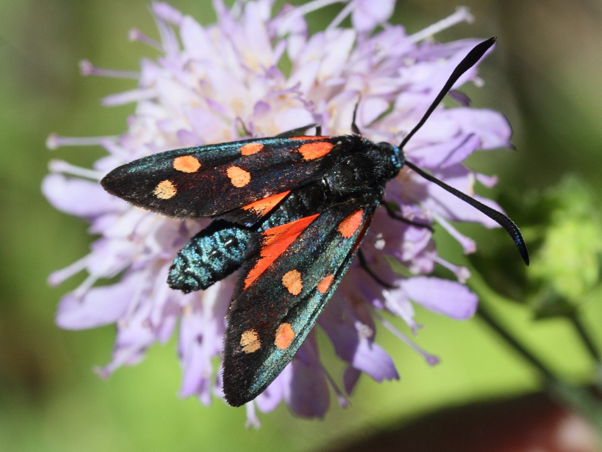zygaena_transalpina3md