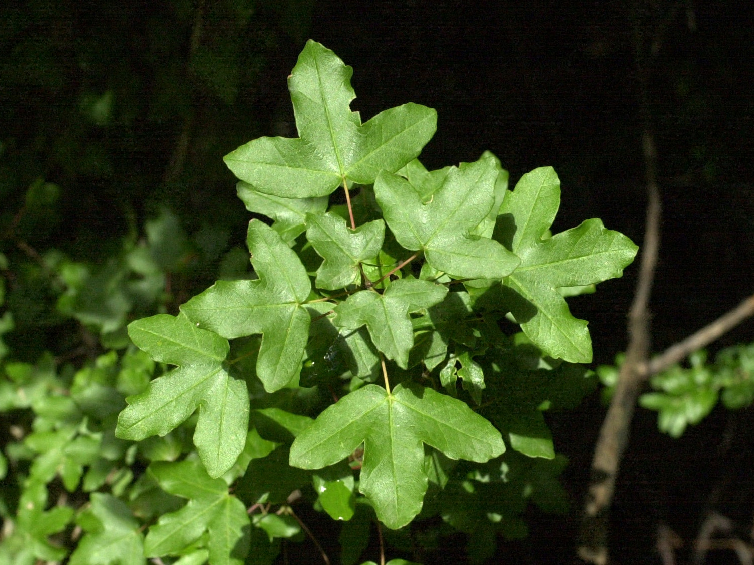 acer_monspessulanum1md