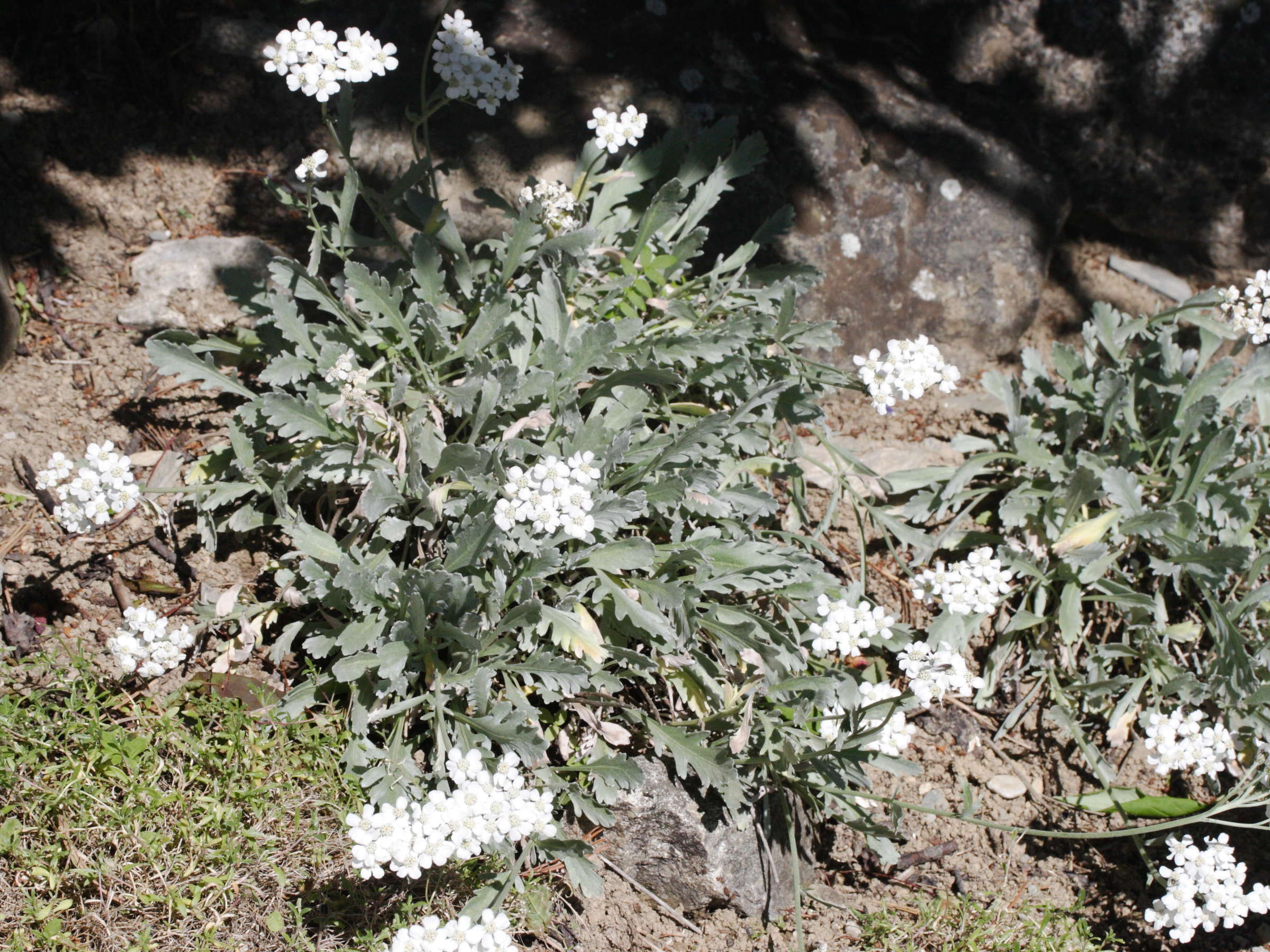 Afficher le média achillea_clavenae1md achillea_clavenae1md