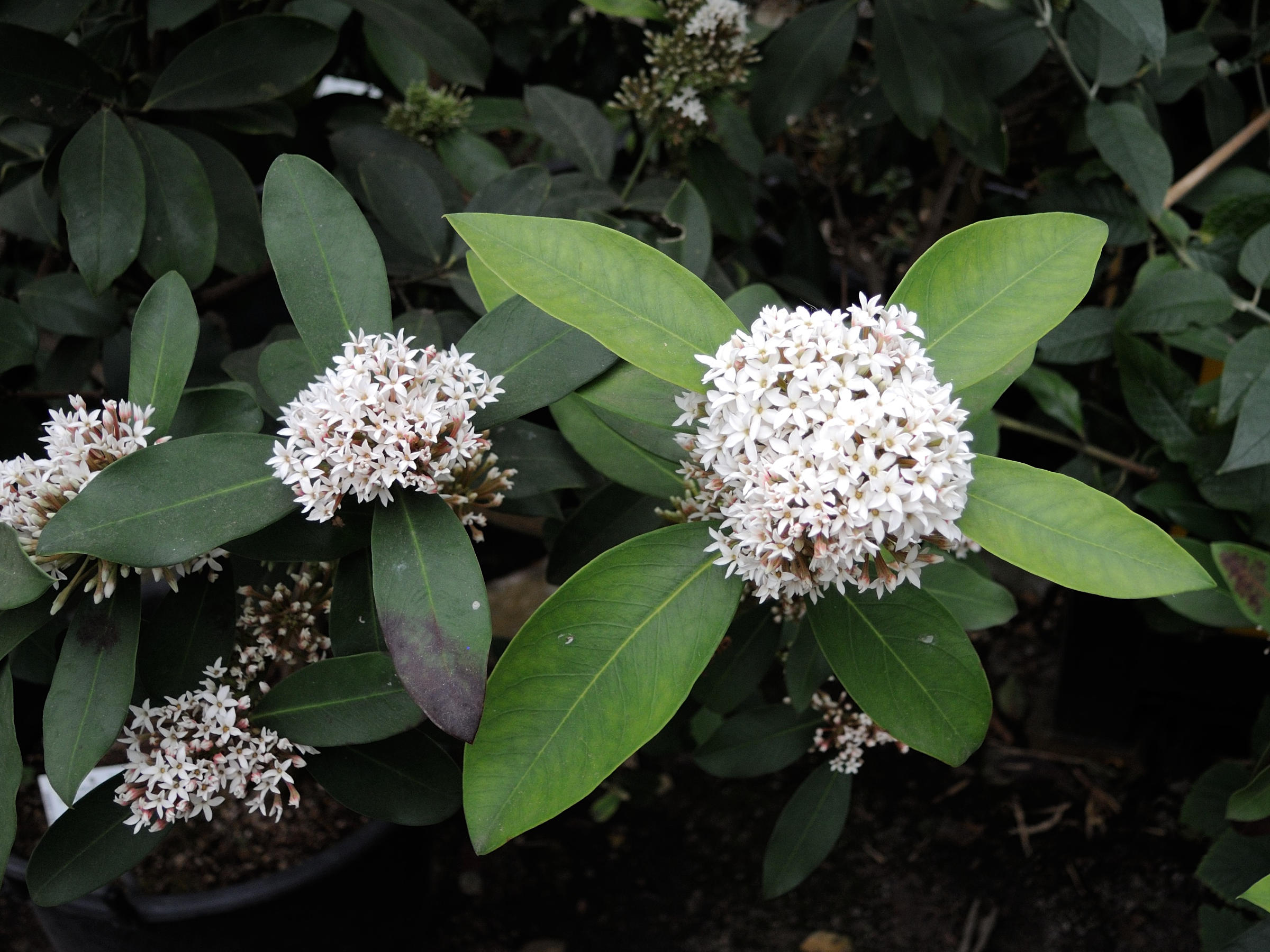 acokanthera_oblongifolia2md