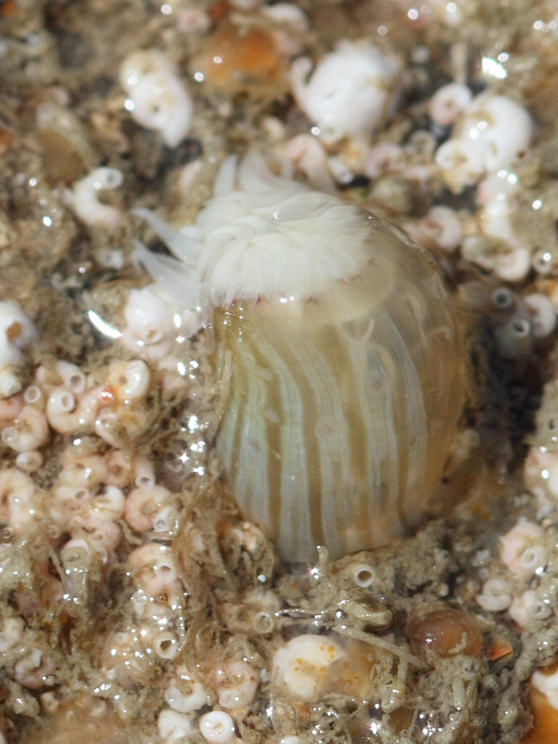 actinothoe_sphyrodeta1bd