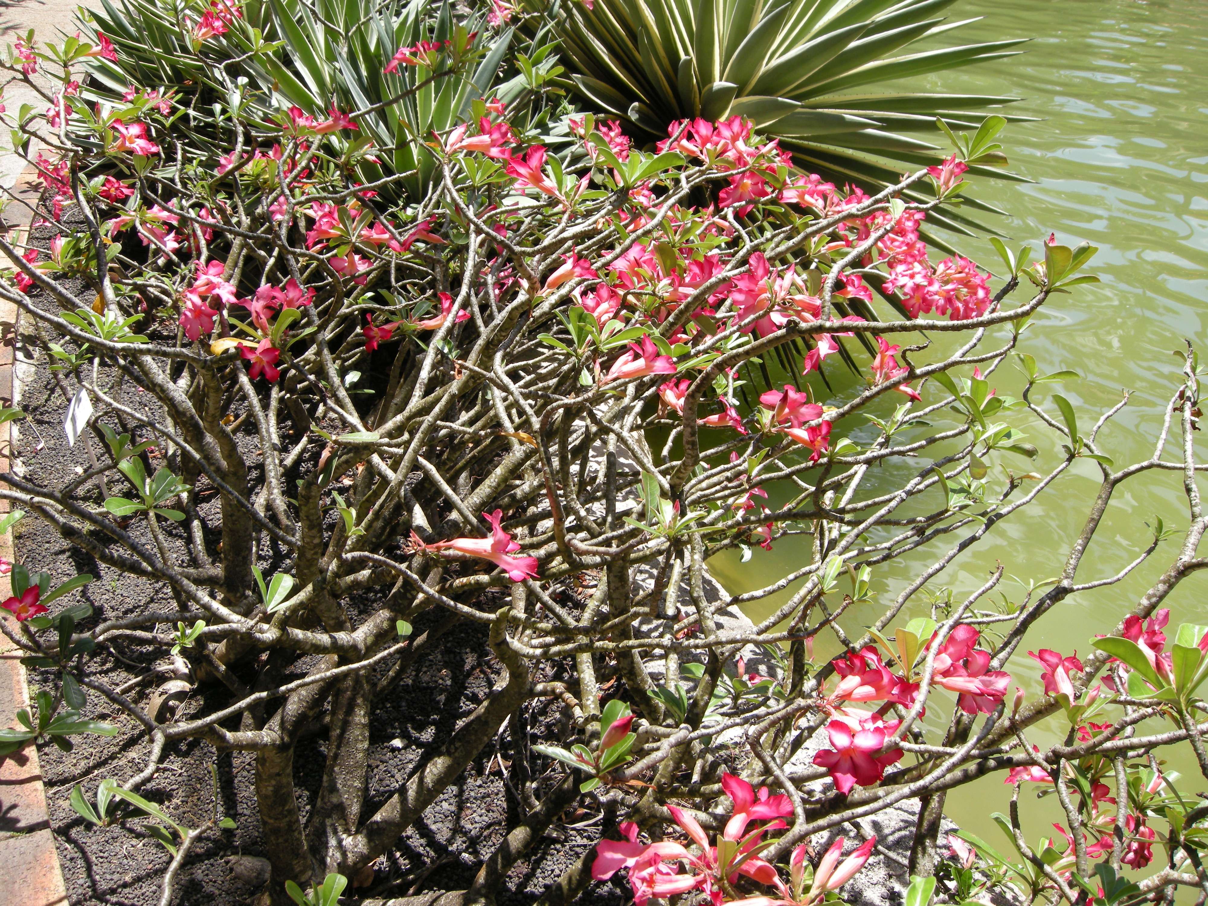 Afficher le média adenium_obesum1md adenium_obesum1md