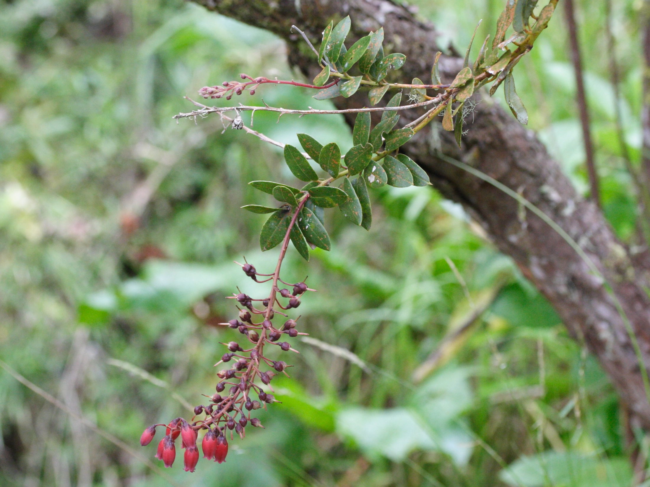 agauria_buxifolia3md