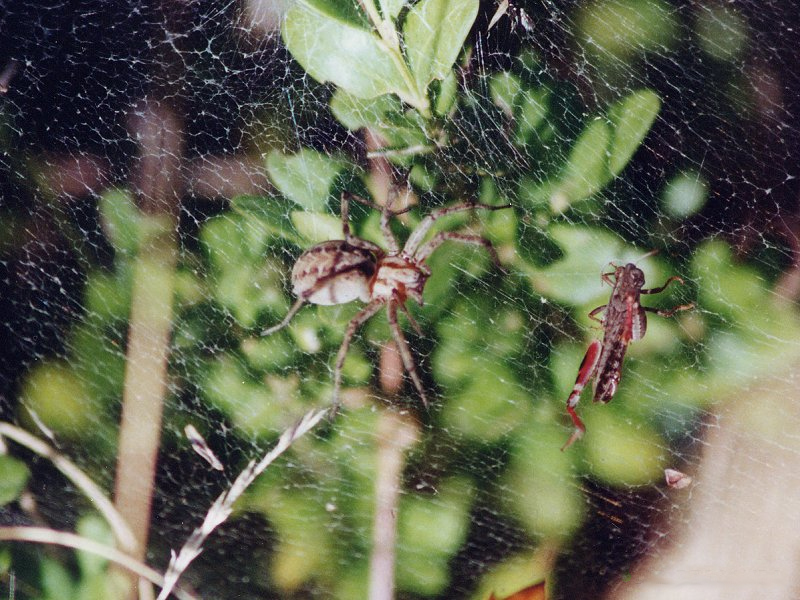 agelena_labyrinthica1md