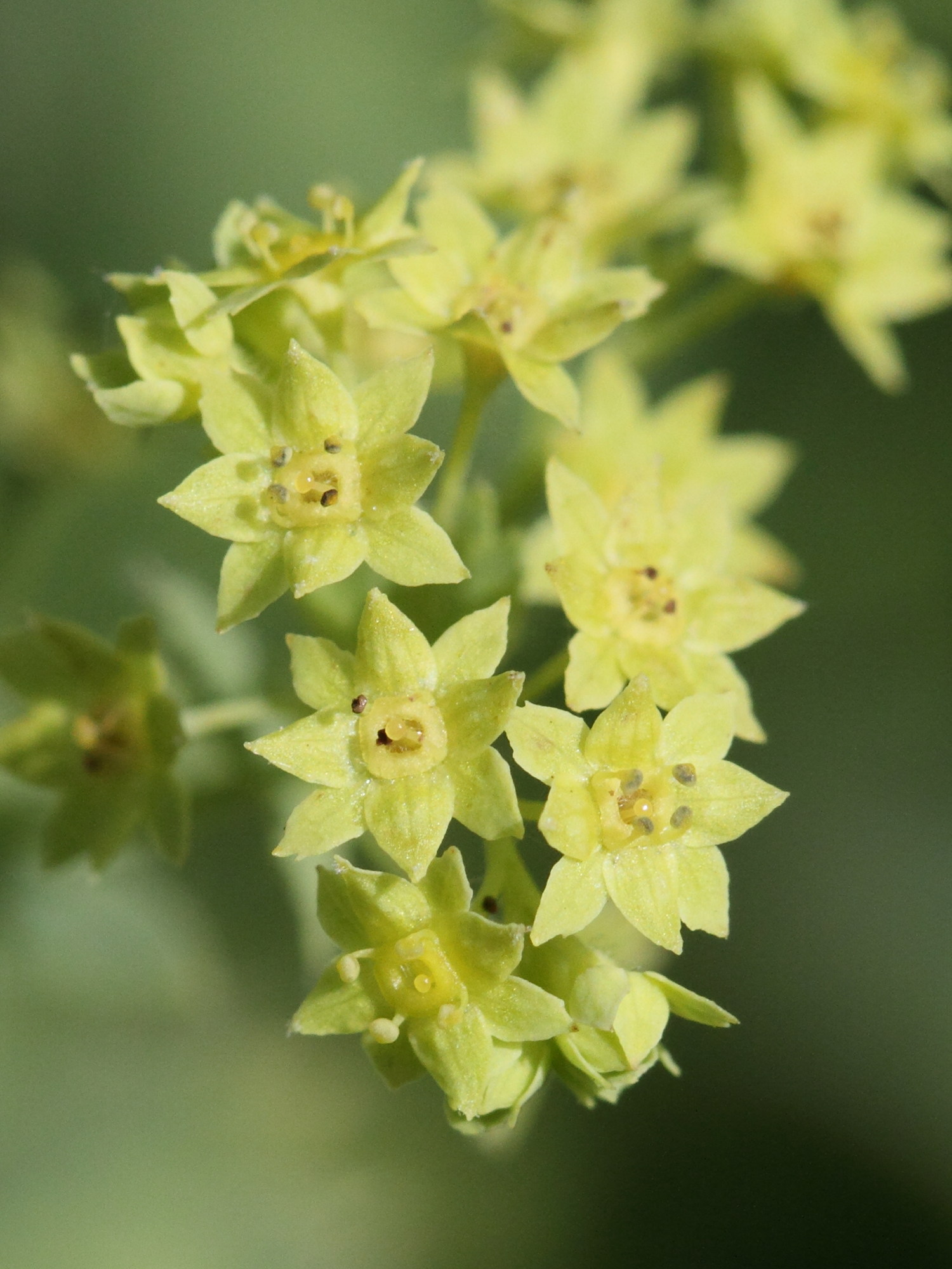 alchemilla_vulgaris2bd