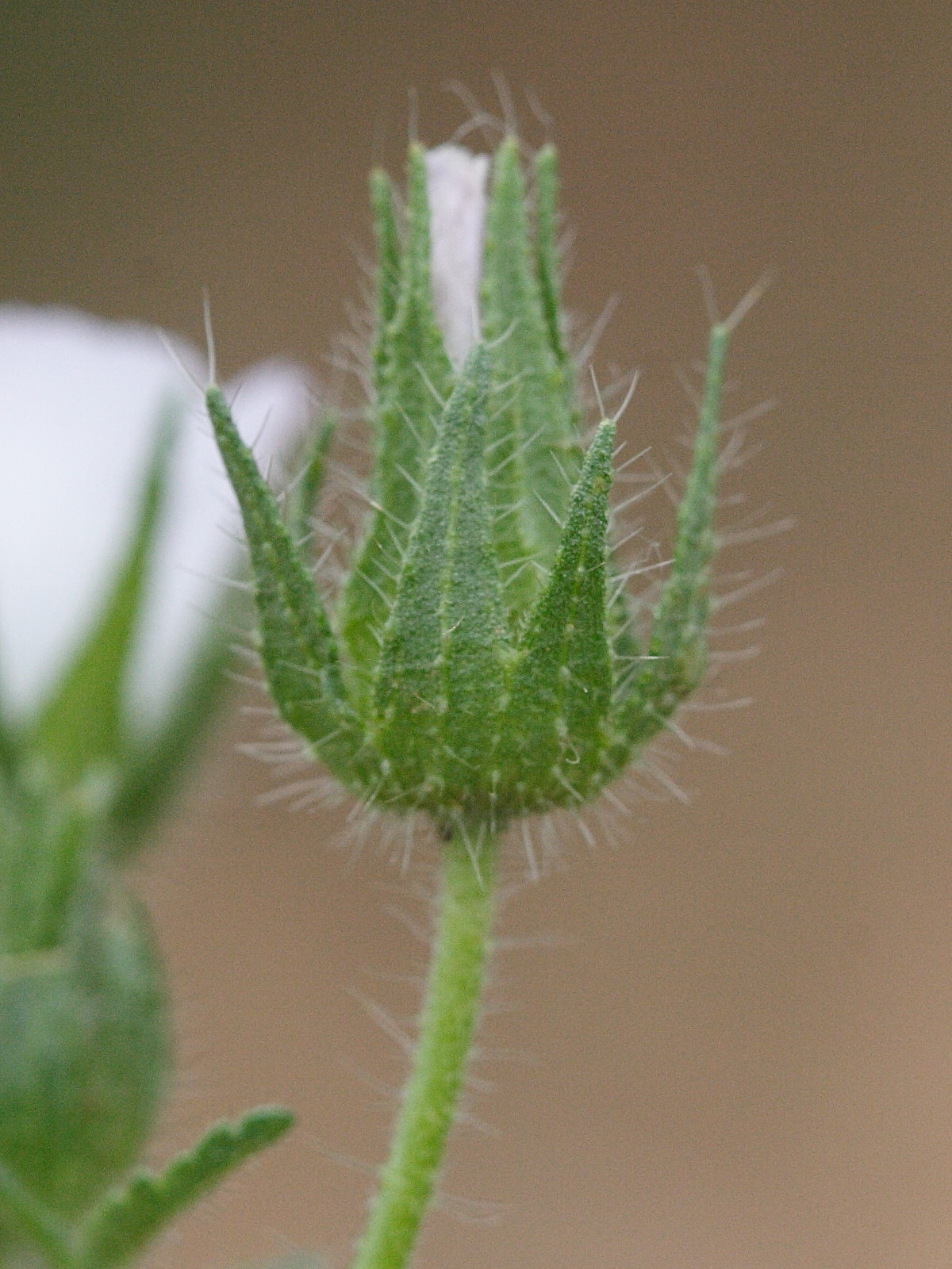 althaea_hirsuta4md
