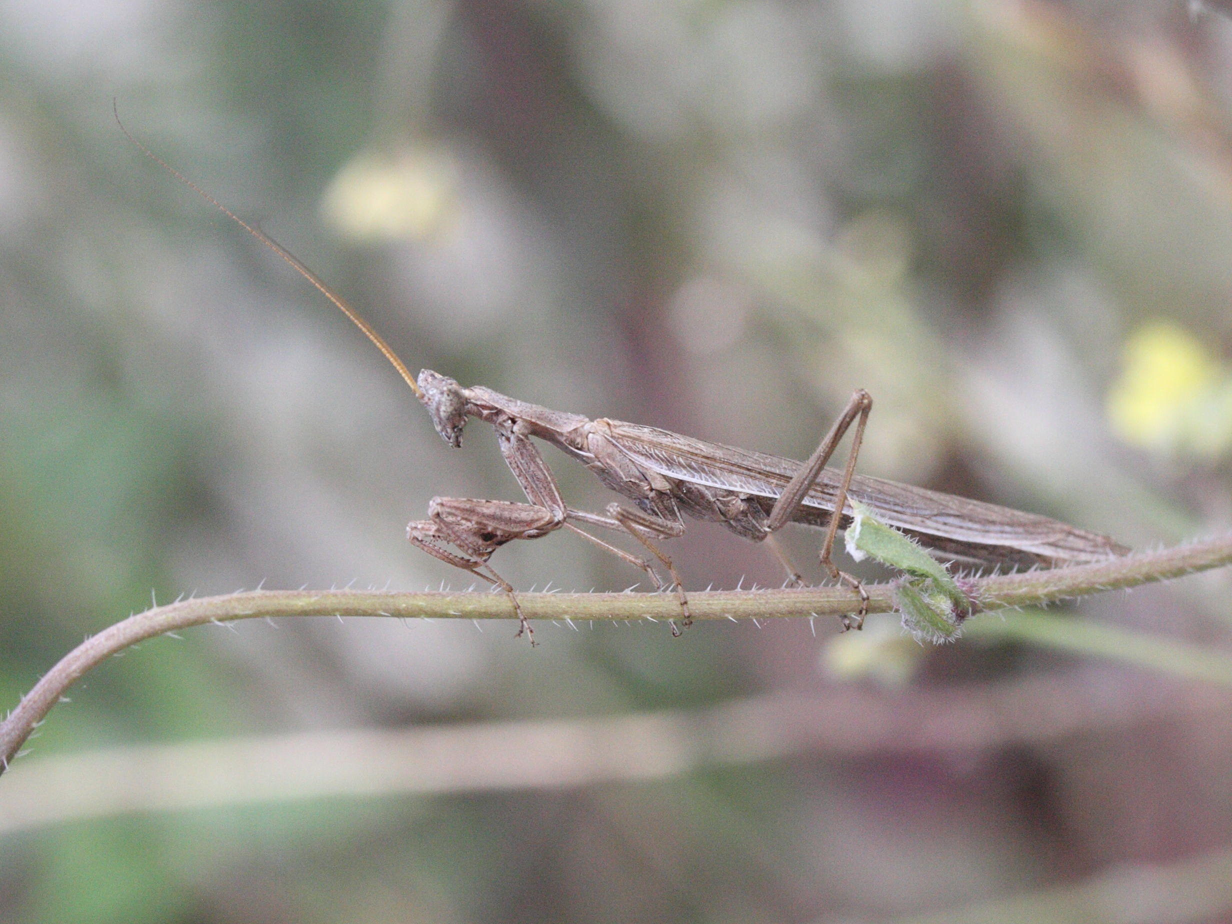 ameles_heldreichi2md