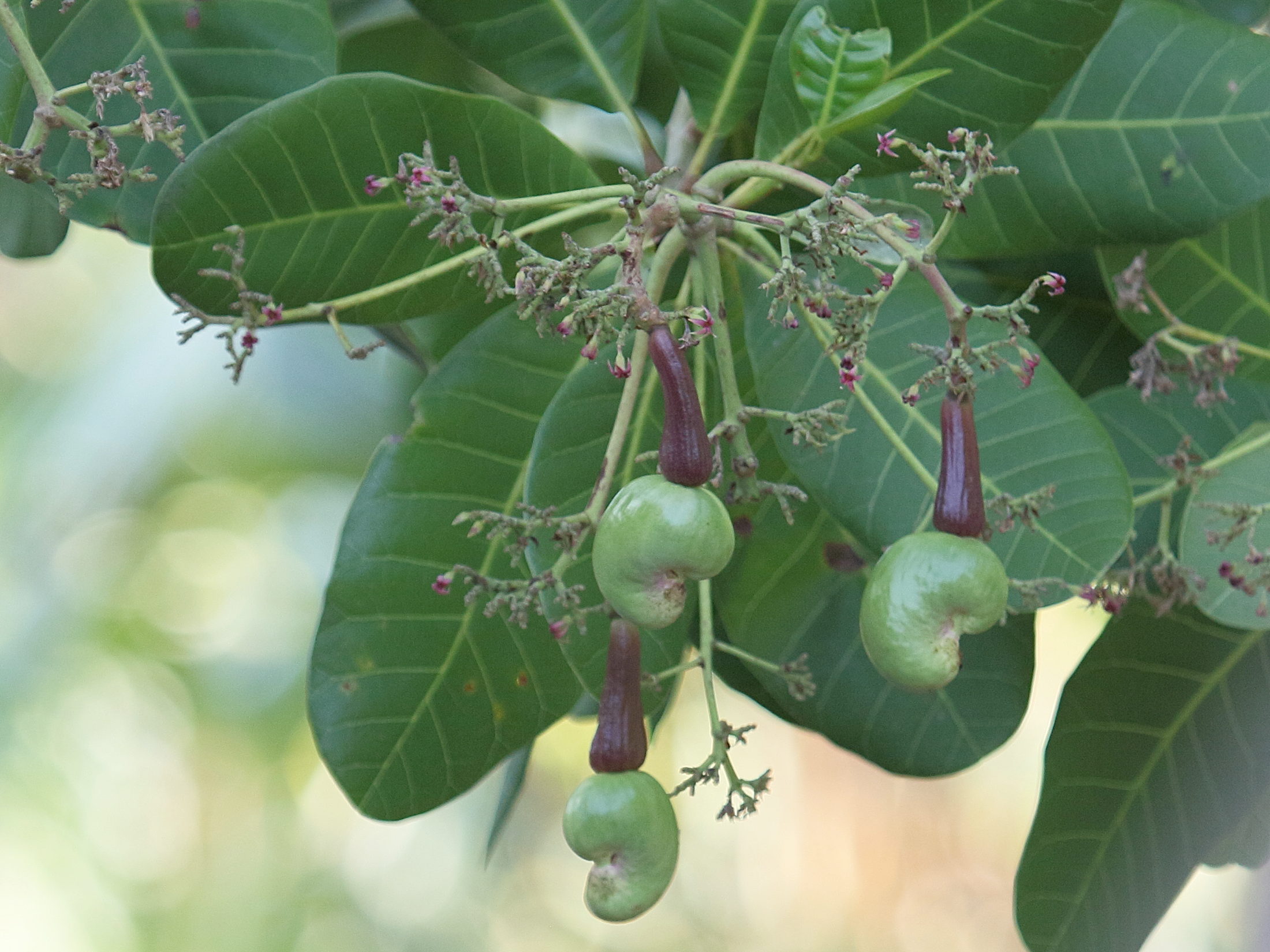 Afficher le média anacardium_occidentale9db anacardium_occidentale9db