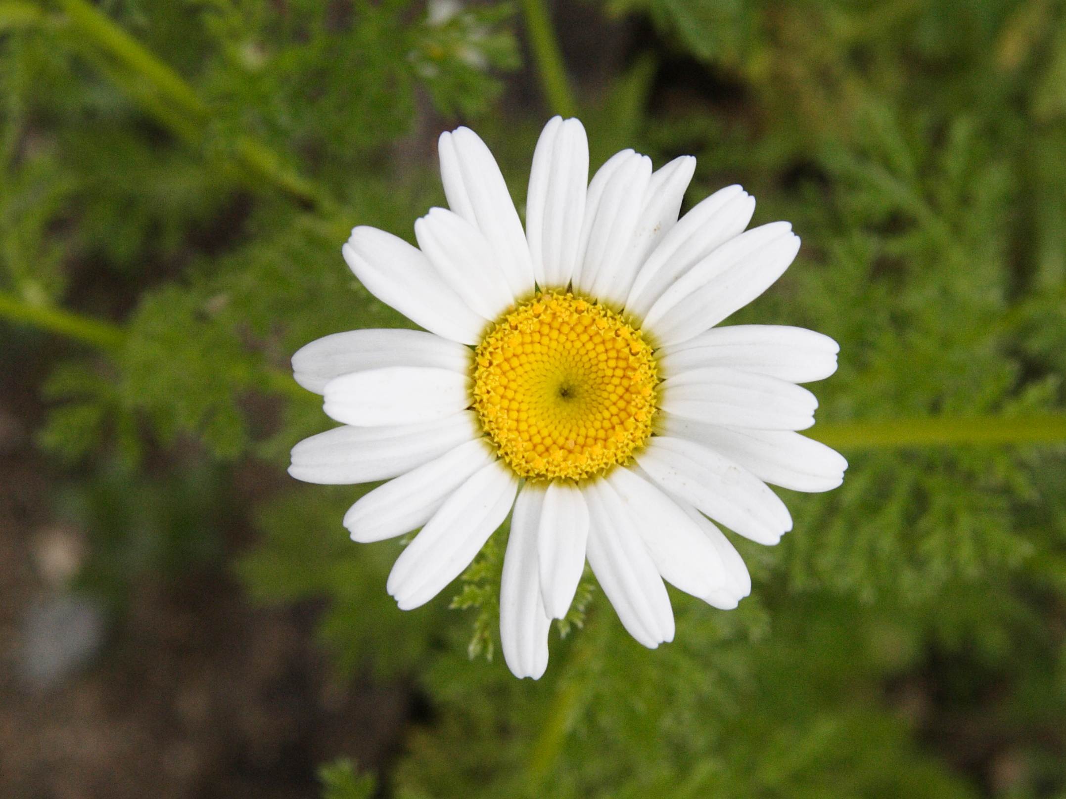 Afficher le média anacyclus_pyrethrum2md anacyclus_pyrethrum2md