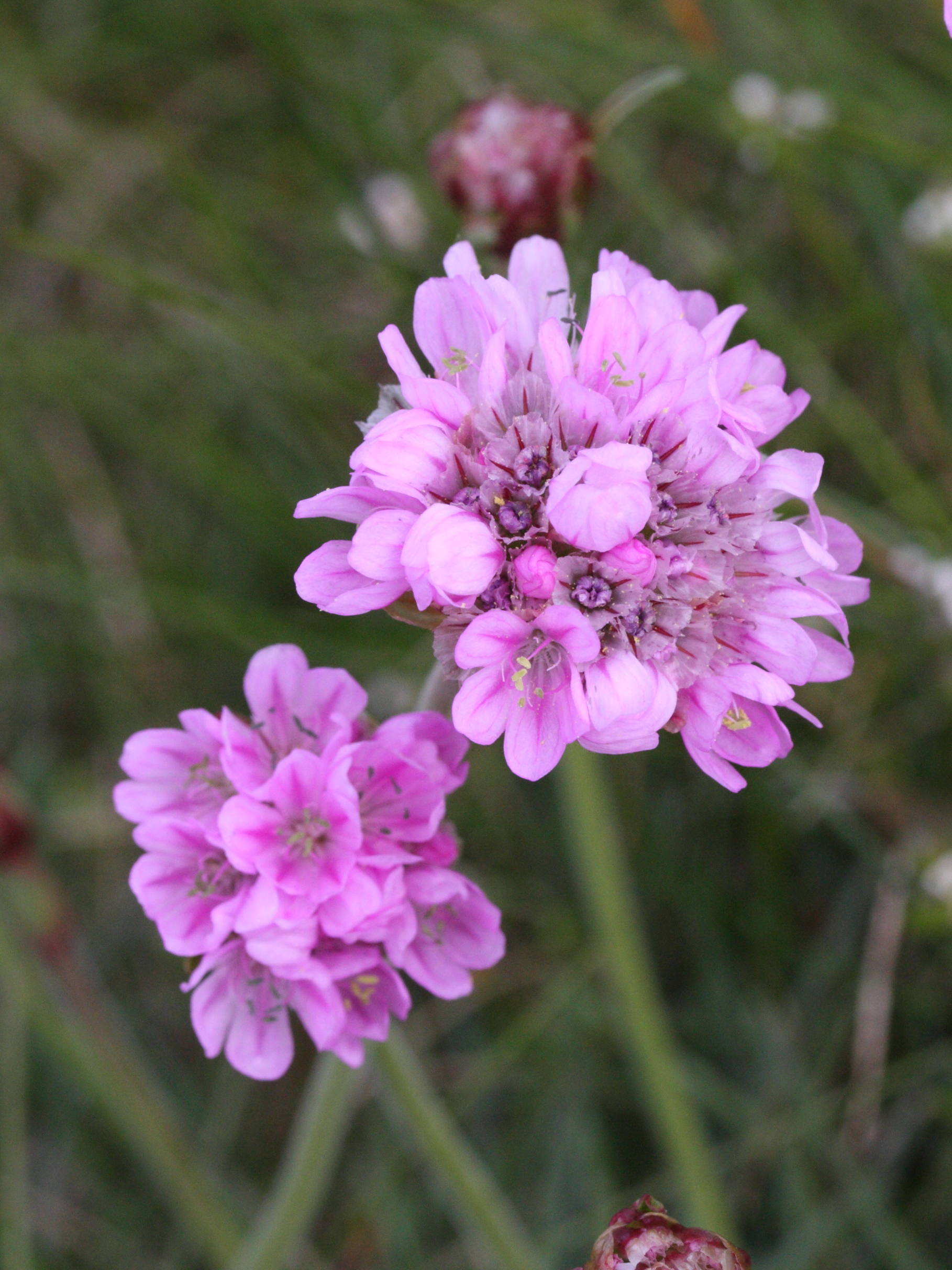 Afficher le média armeria_maritima2md armeria_maritima2md