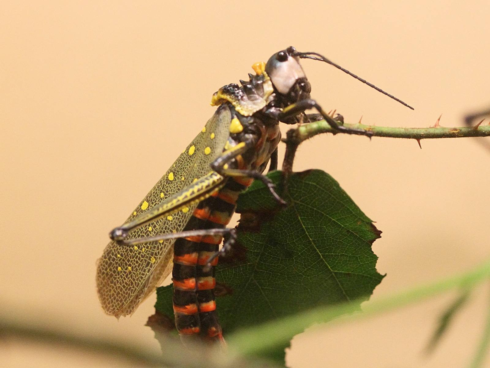 aularches_miliaris3md