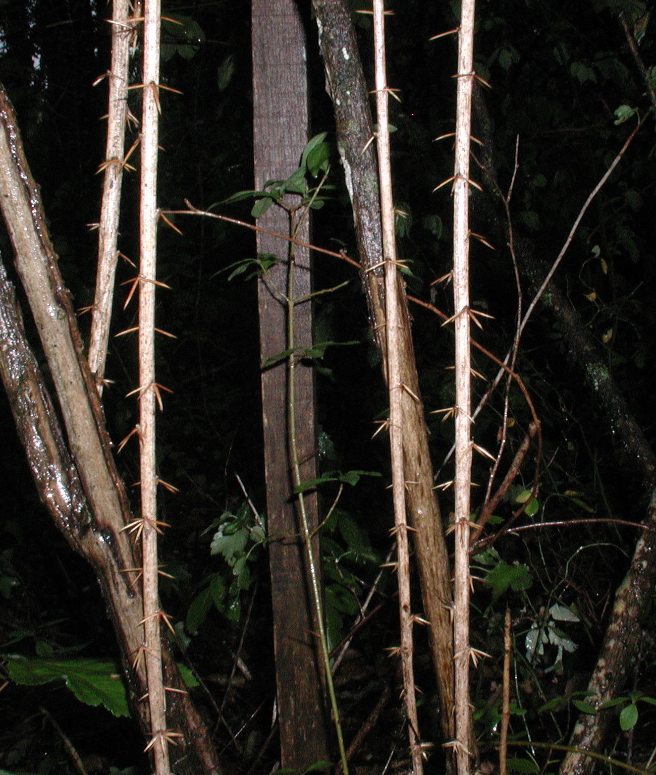 berberis_vulgaris4bmd