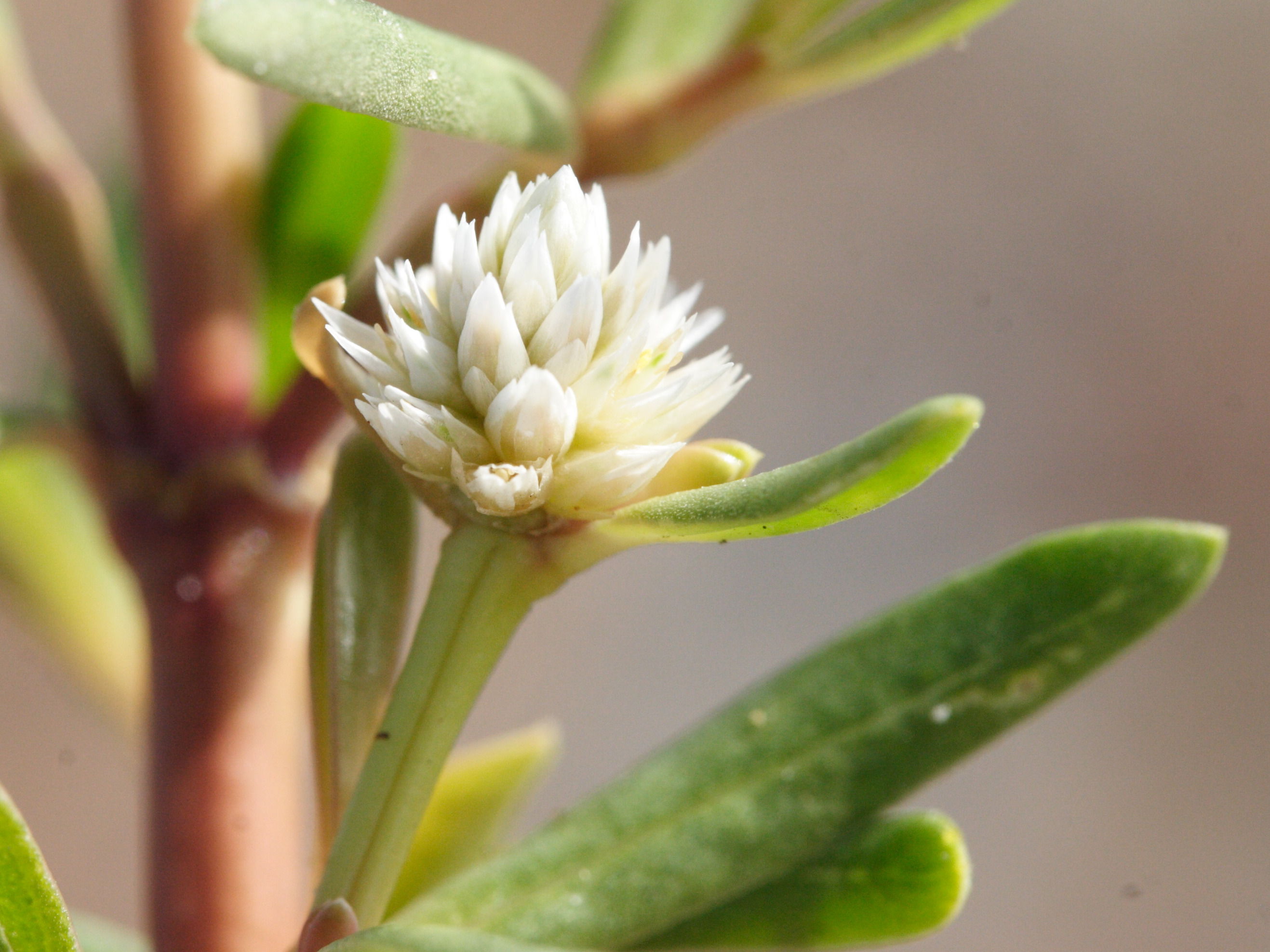 blutaparon_vermiculare2md