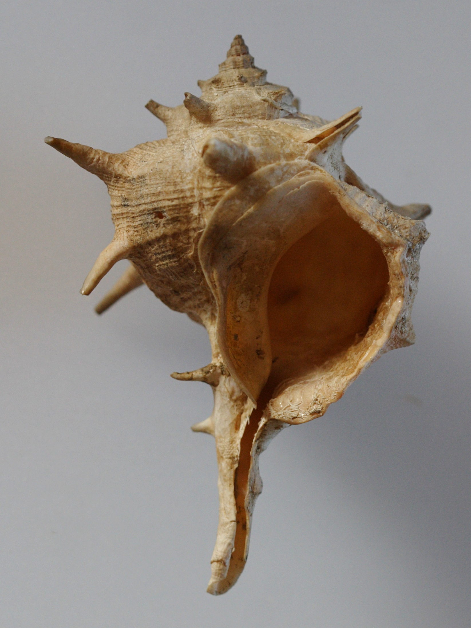 bolinus_brandaris2md