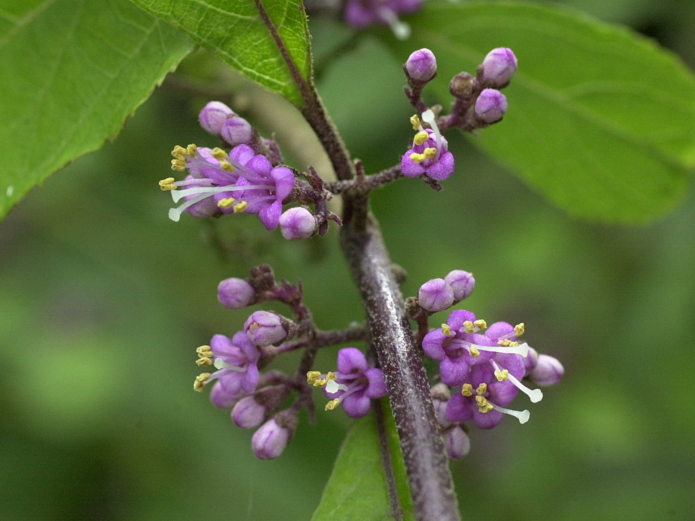 callicarpa_bodinieri_giraldii2md