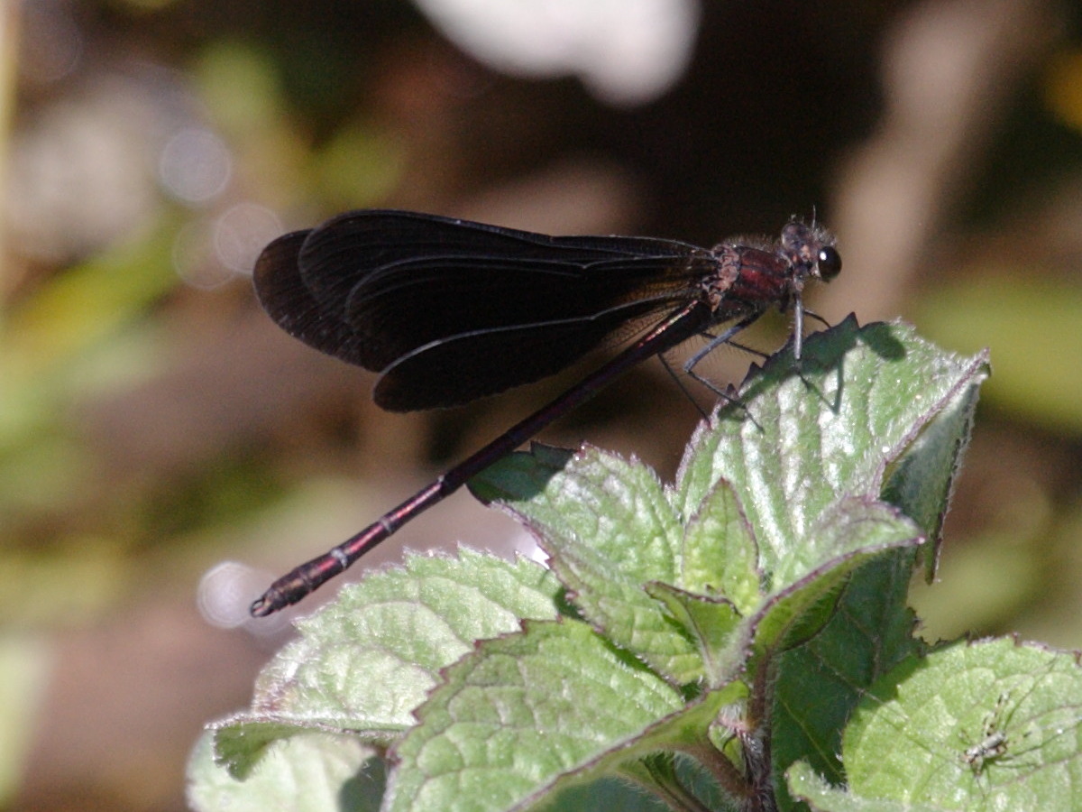 calopteryx_haemorrhoidalis5bd