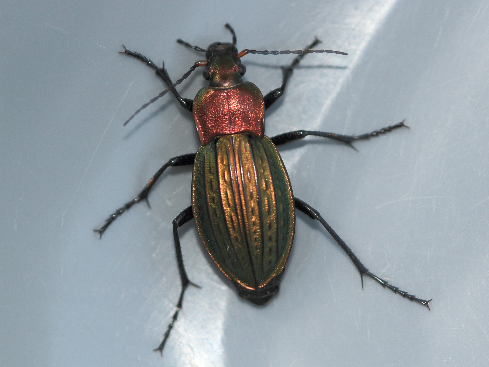carabus_cancellatus4md