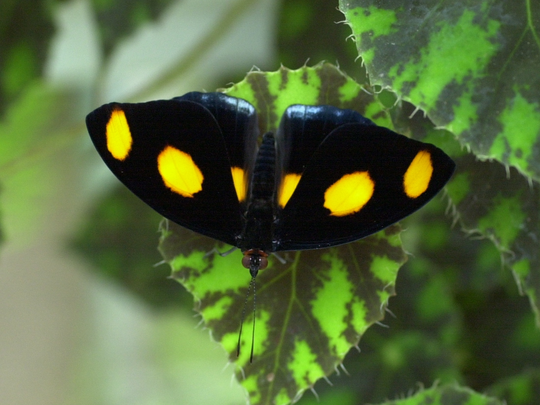 catonephele_numilia1md