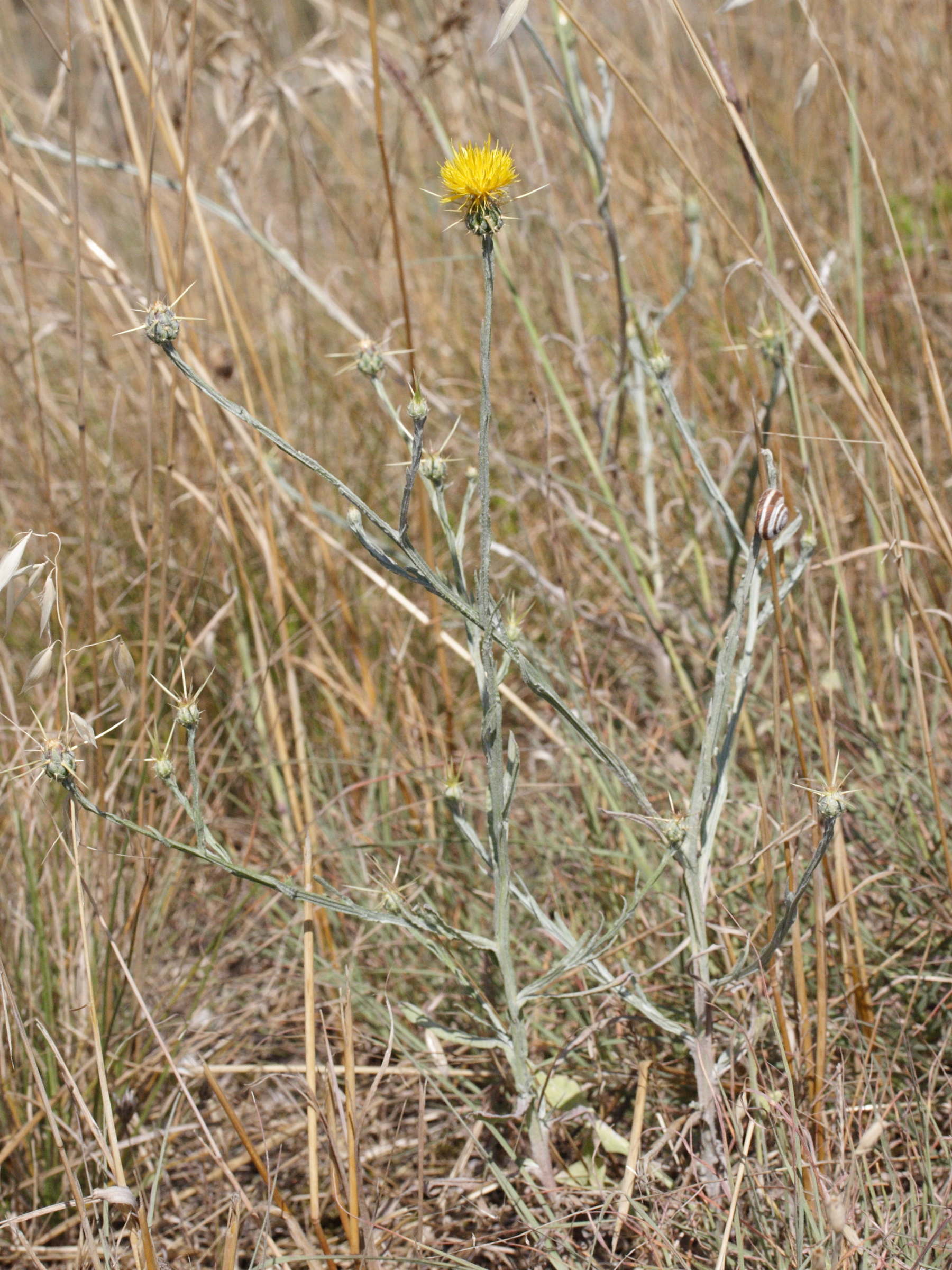 centaurea_solstitialis1amd