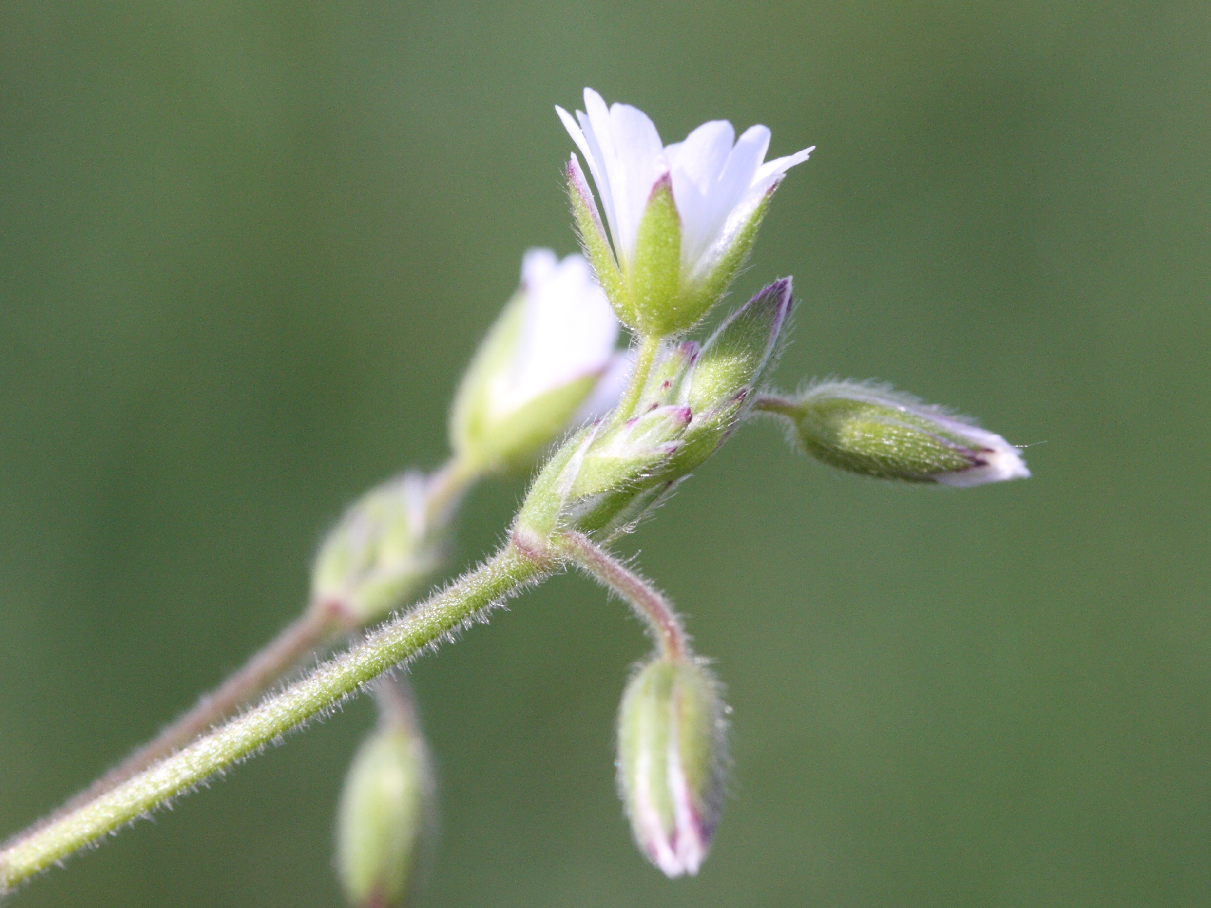 Afficher le média cerastium_fontanum4md cerastium_fontanum4md