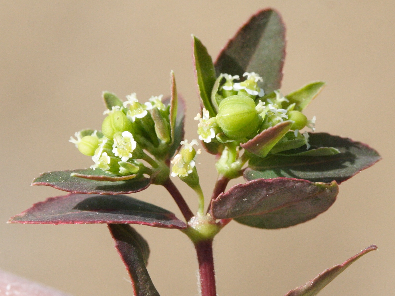 chamaesyce_lasiocarpa3md