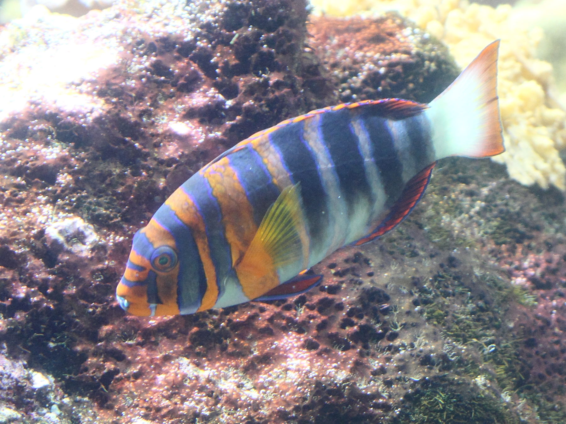 choerodon_fasciatus2bd