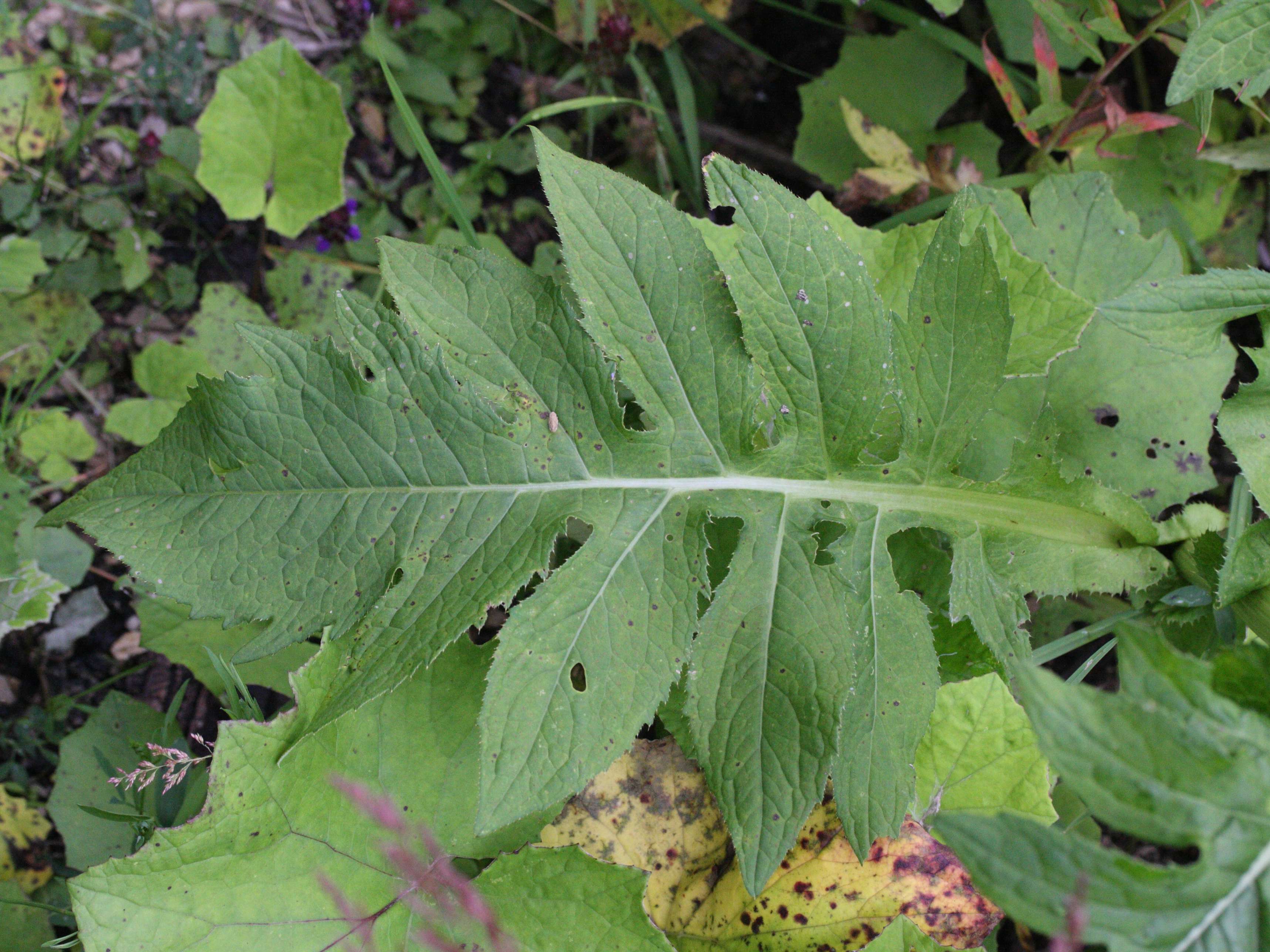 Afficher le média cirsium_oleraceum7md cirsium_oleraceum7md