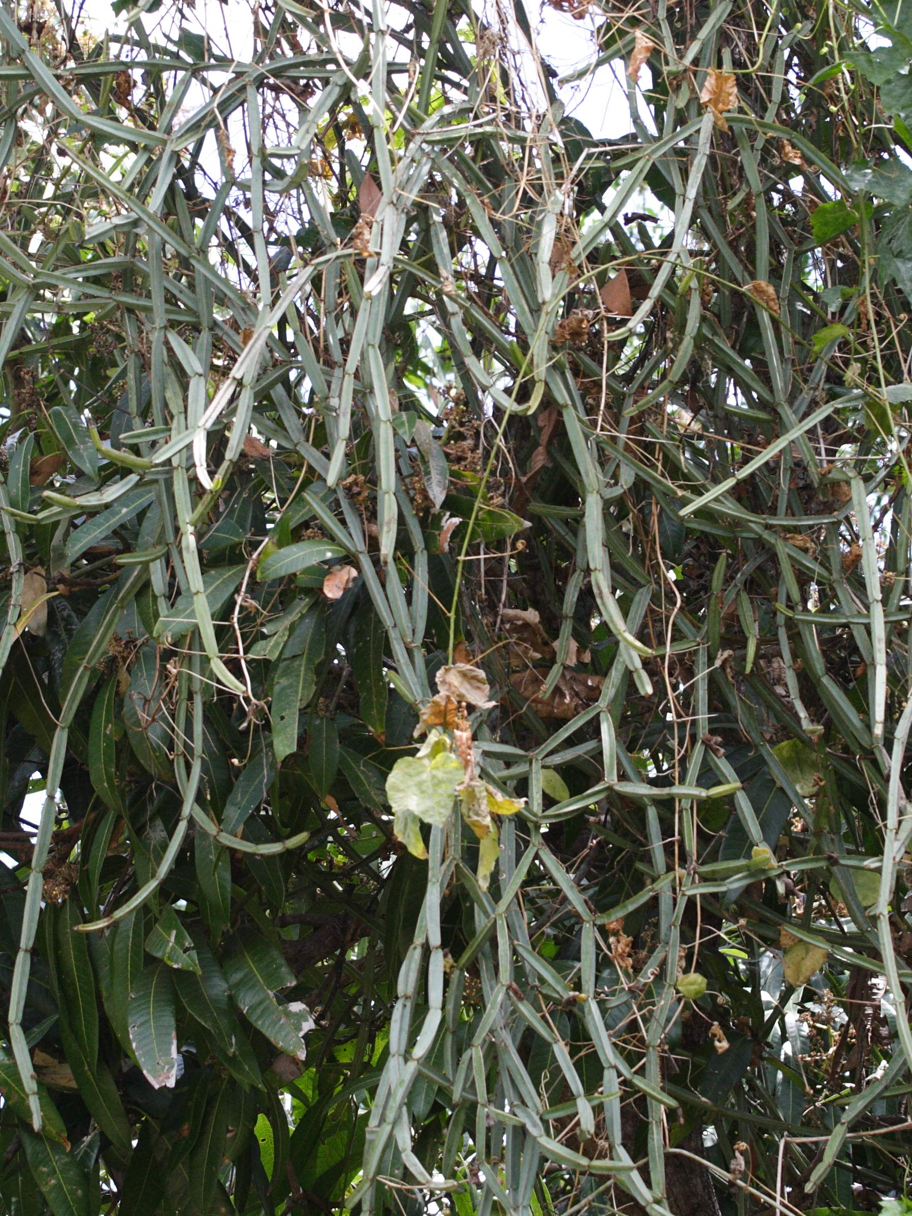 Afficher le média cissus_quadrangularis1md cissus_quadrangularis1md