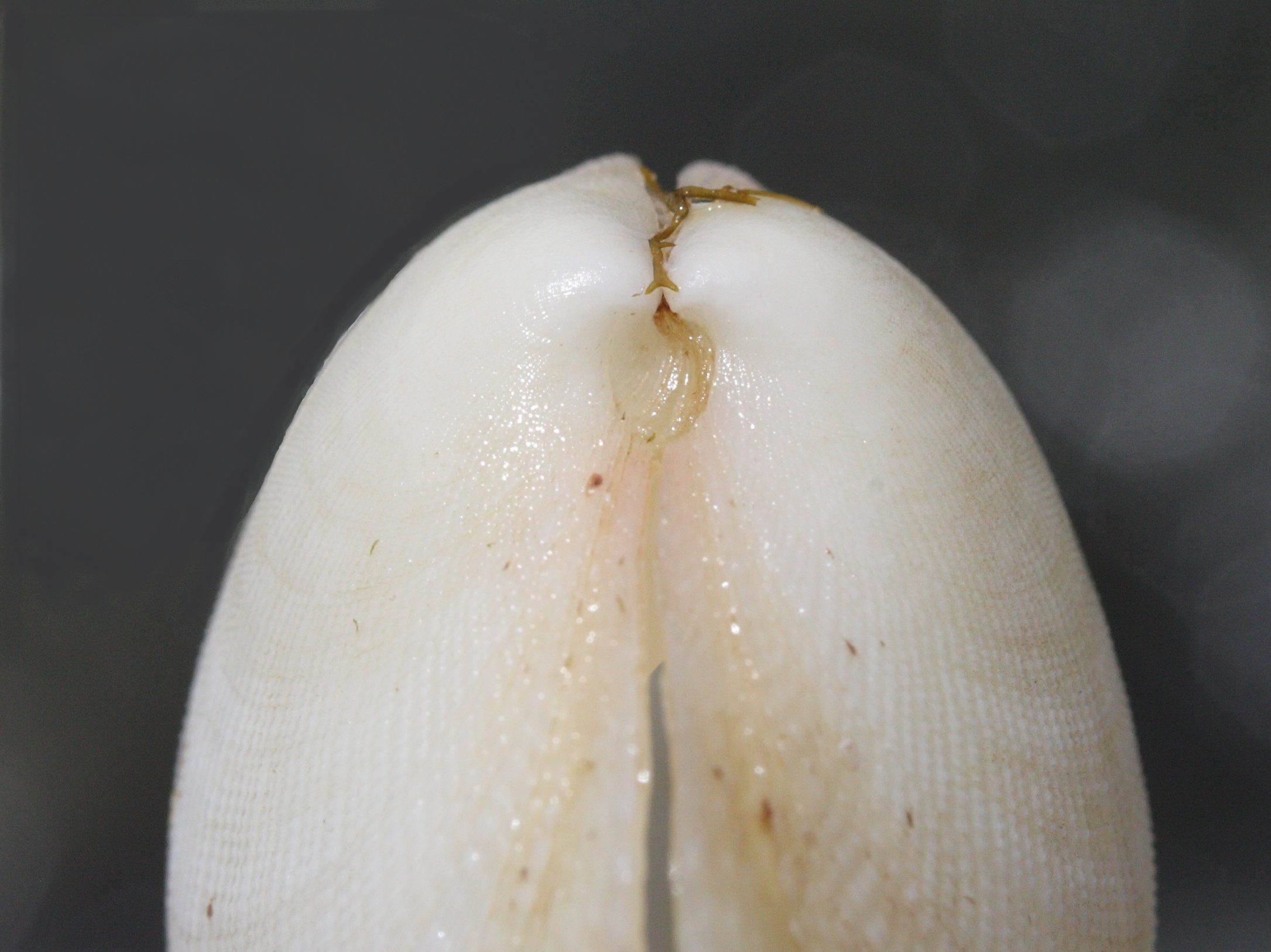 codakia_orbicularis5md