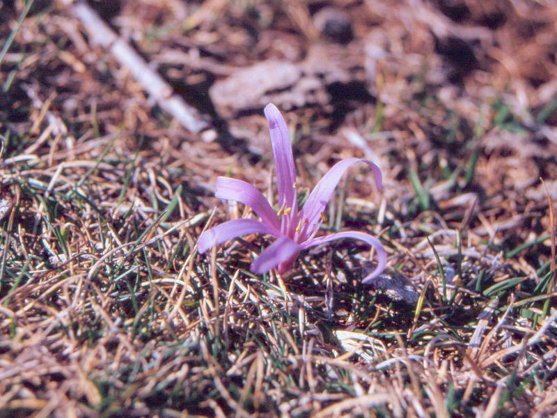 colchicum_bulbocodium1mv