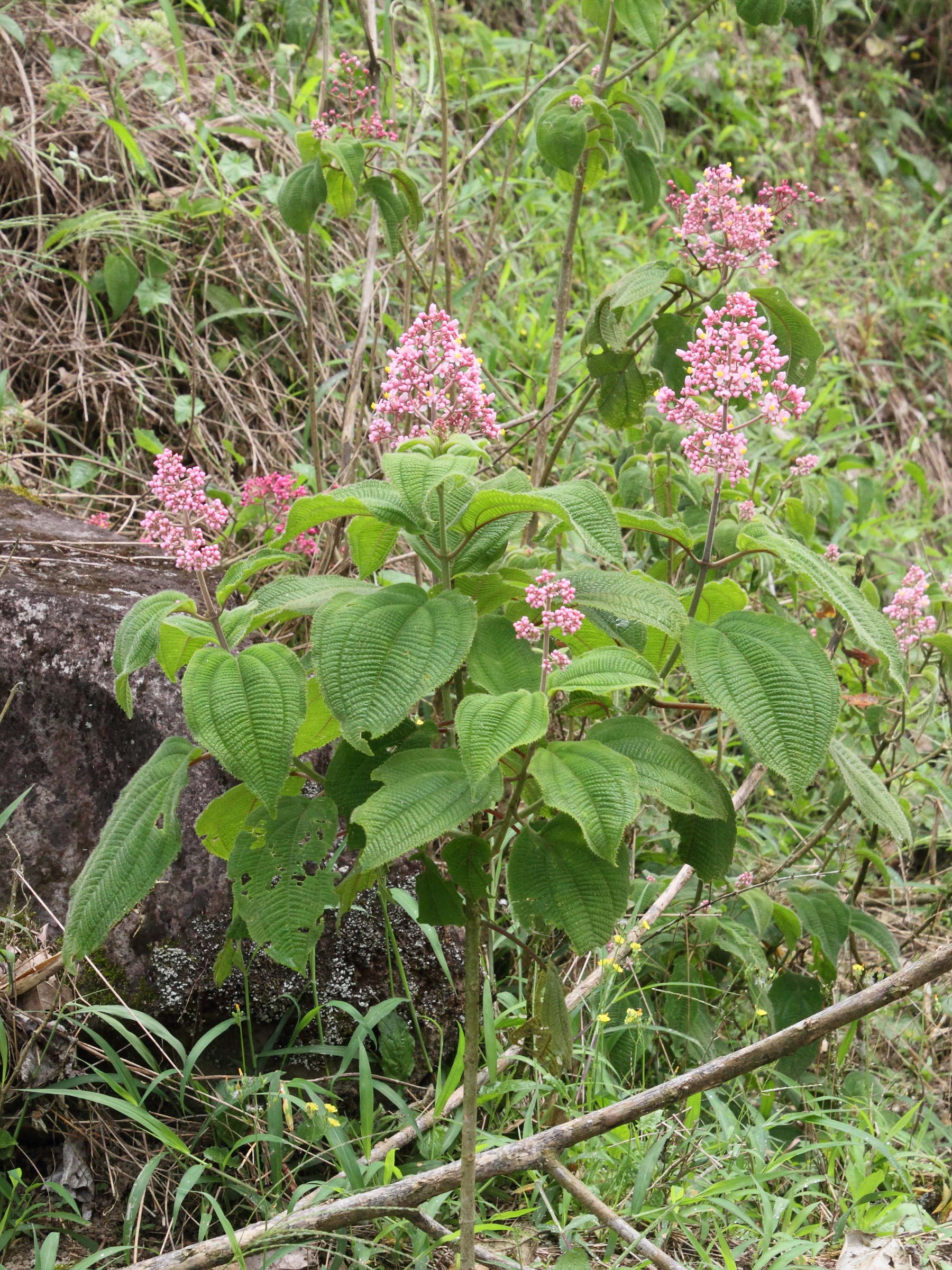 Afficher le média conostegia_subcrustulata1md conostegia_subcrustulata1md