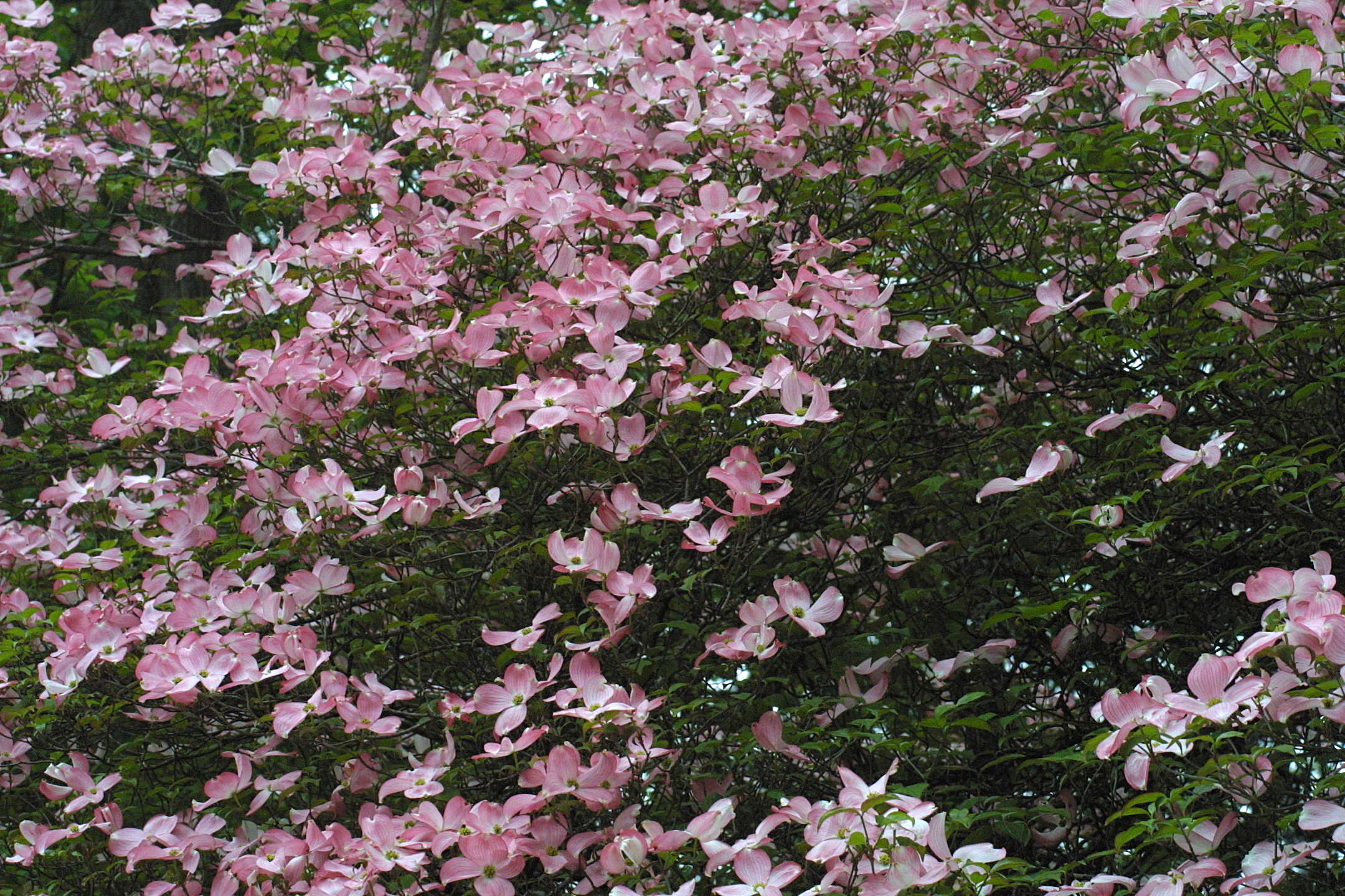 Afficher le média cornus_florida_cv_rubra1md cornus_florida_cv_rubra1md