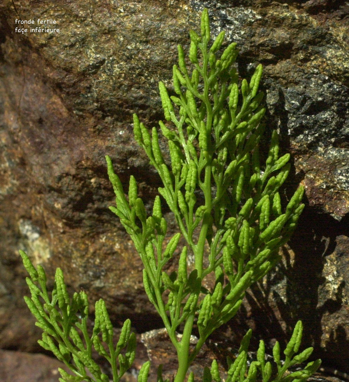 cryptogramma_crispa3amd