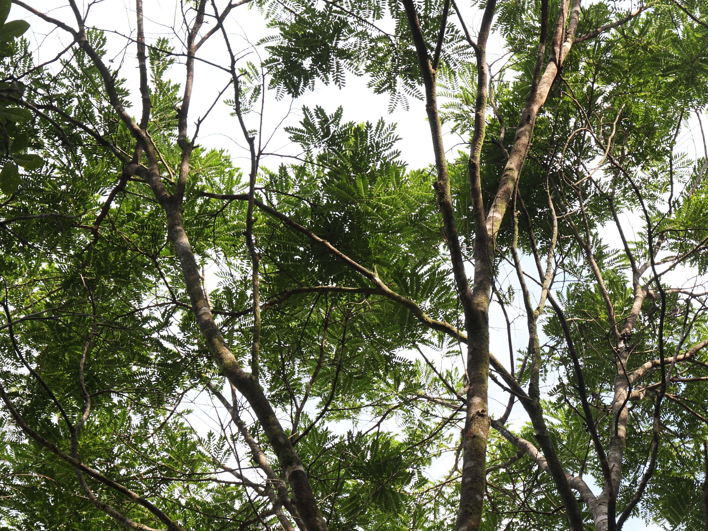 dalbergia_monticola1md