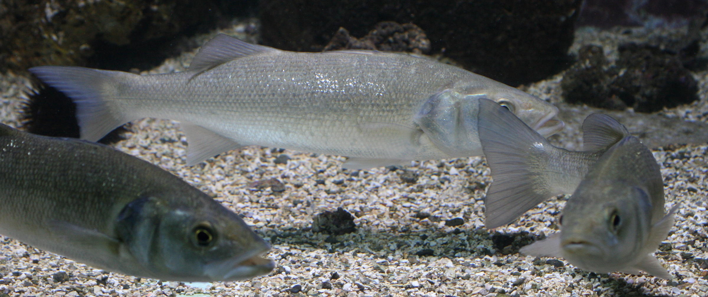 dicentrarchus_labrax2md