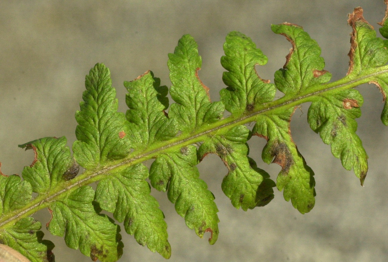 Dryopteris_Filix-mas