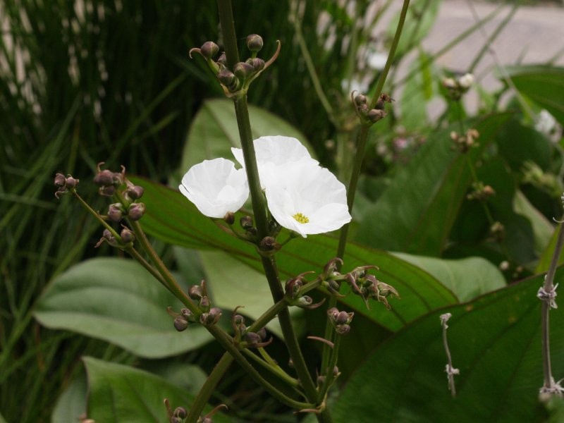 echinodorus_cordifolius1md