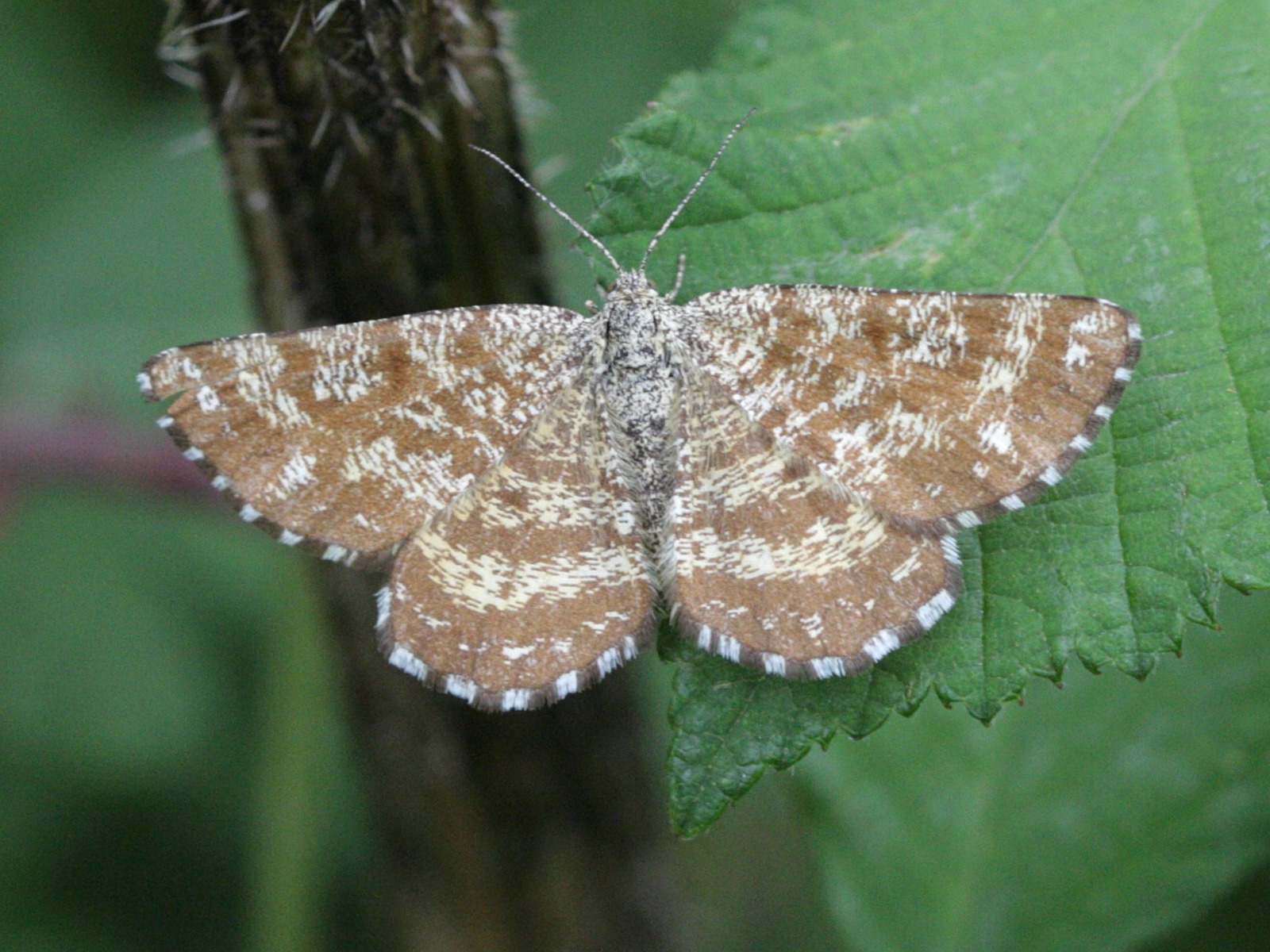 ematurga_atomaria5bd