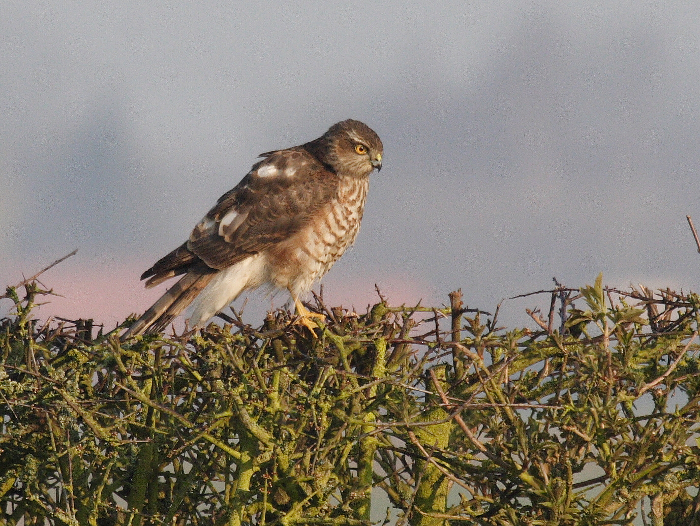 Afficher le média epervier_d-europe_-_accipiter_nisus4bd epervier_d-europe_-_accipiter_nisus4bd