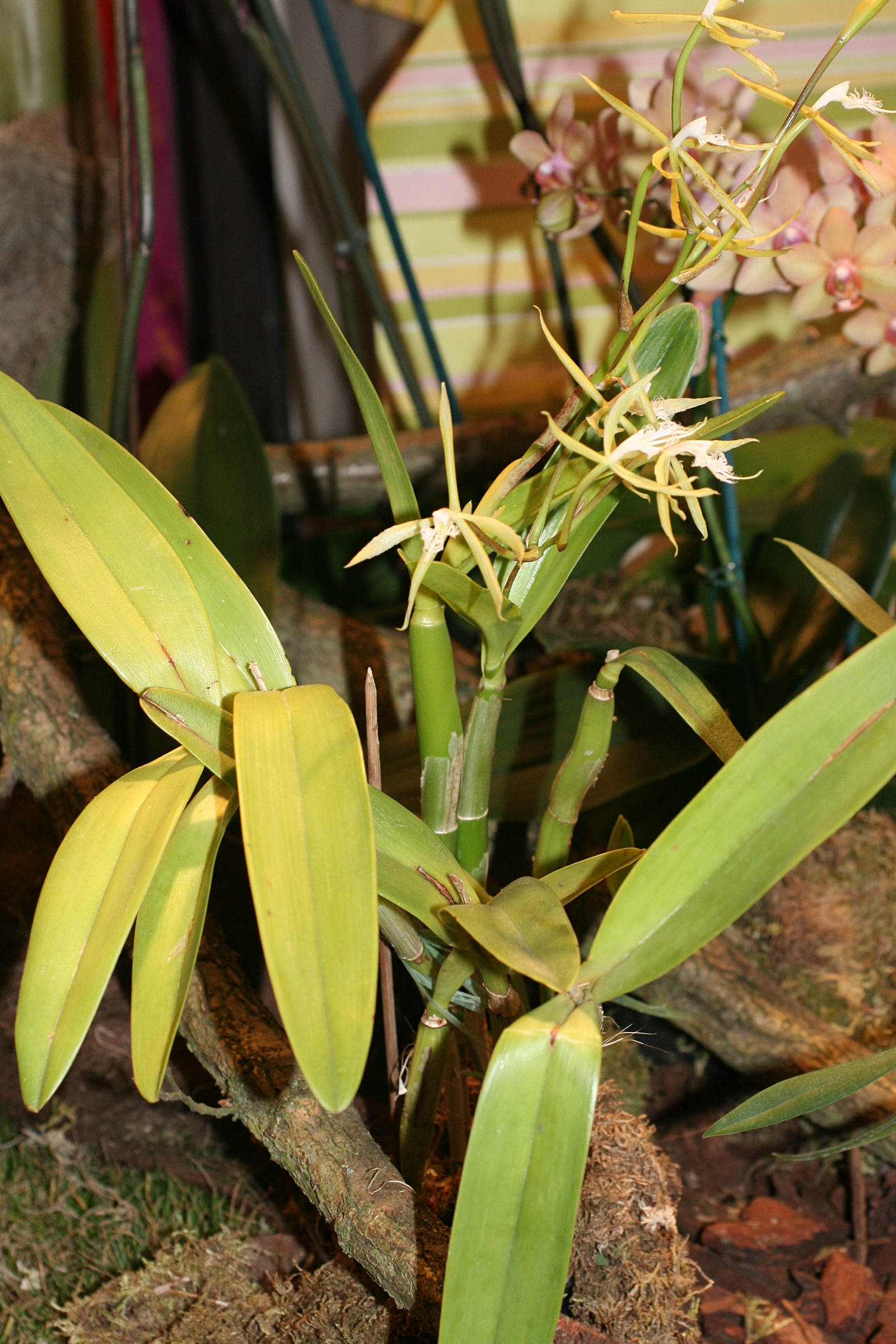 Afficher le média Epidendrum_ciliare Epidendrum_ciliare