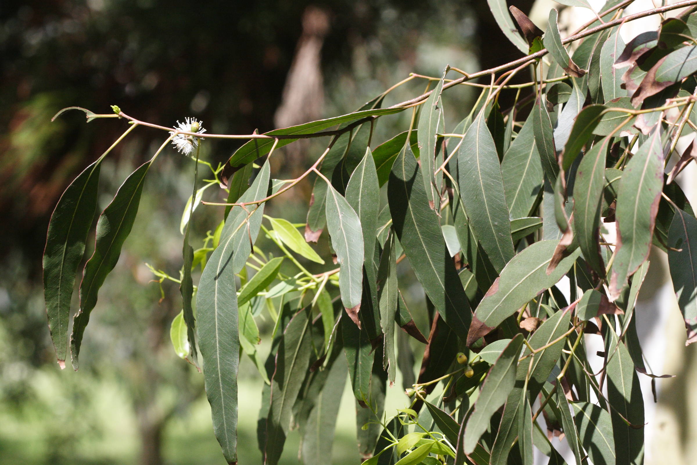 Afficher le média eucalyptus_perriniana4md eucalyptus_perriniana4md