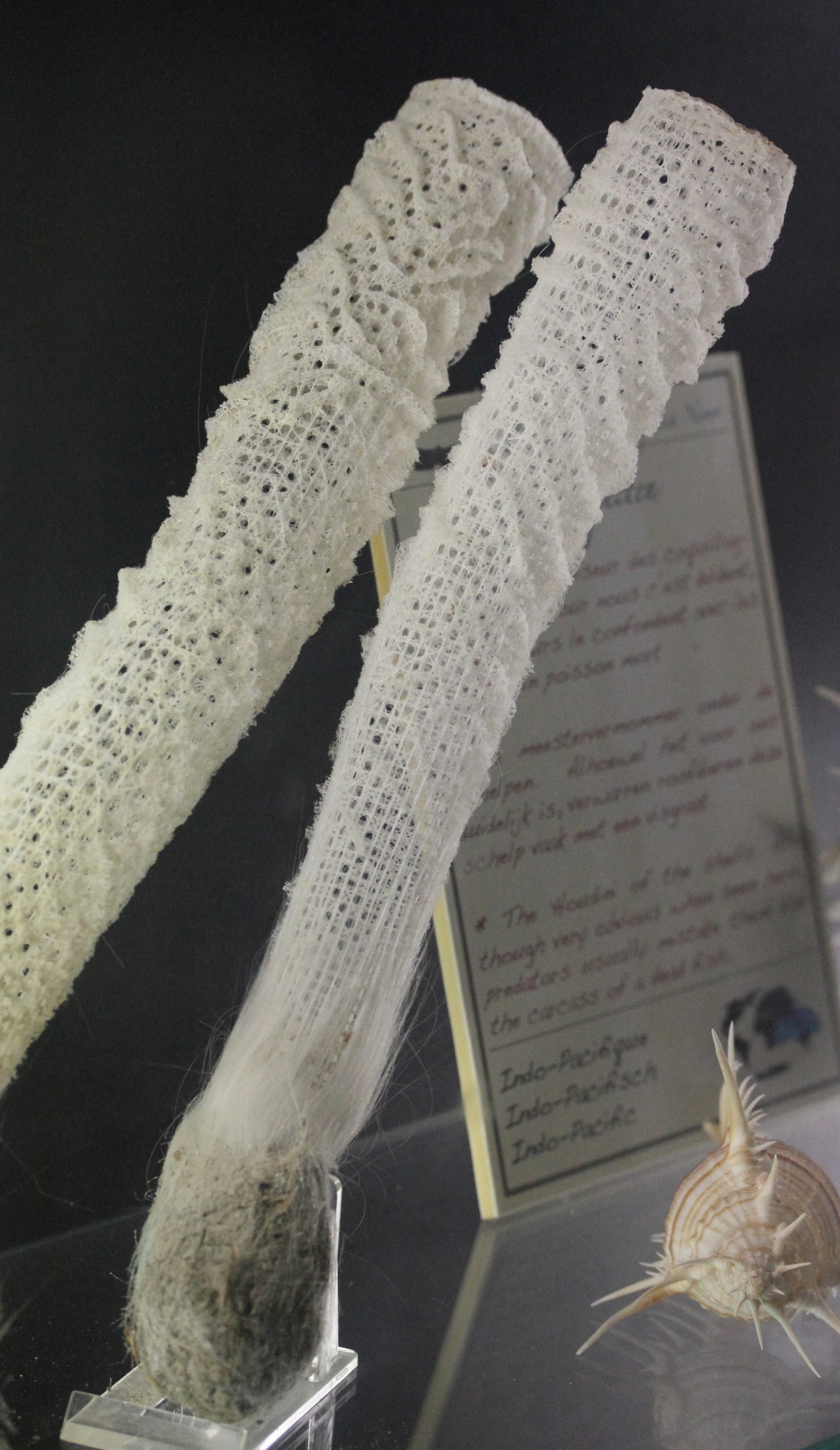 Afficher le média euplectella_aspergillum3md euplectella_aspergillum3md