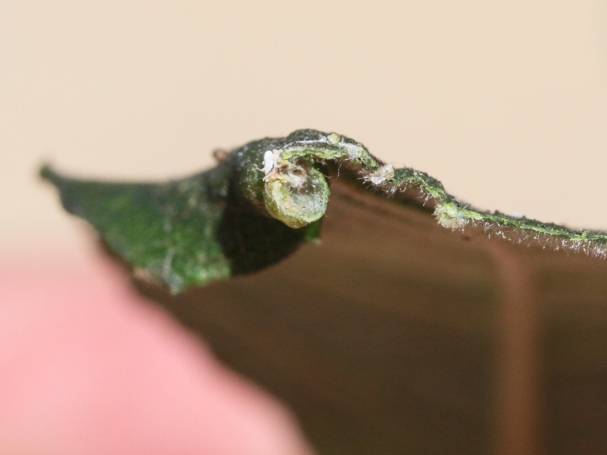 euura_leucaspis_galle2md