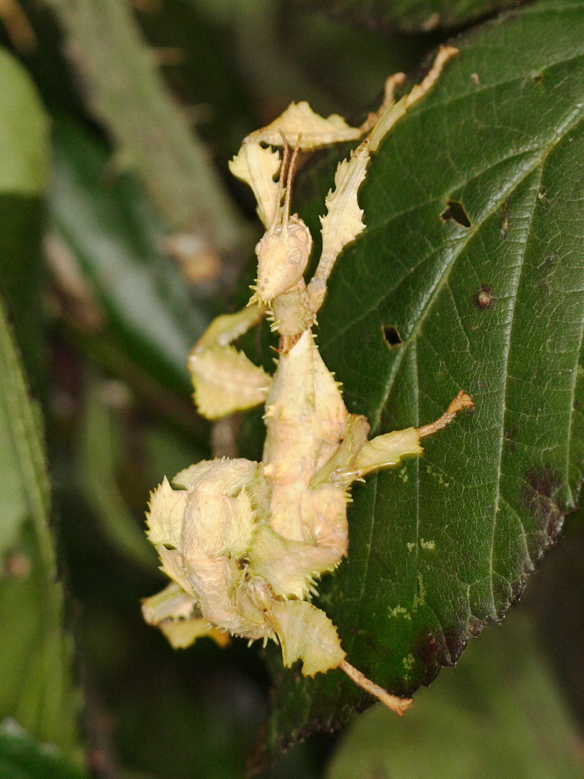 extatosoma_tiaratum4md