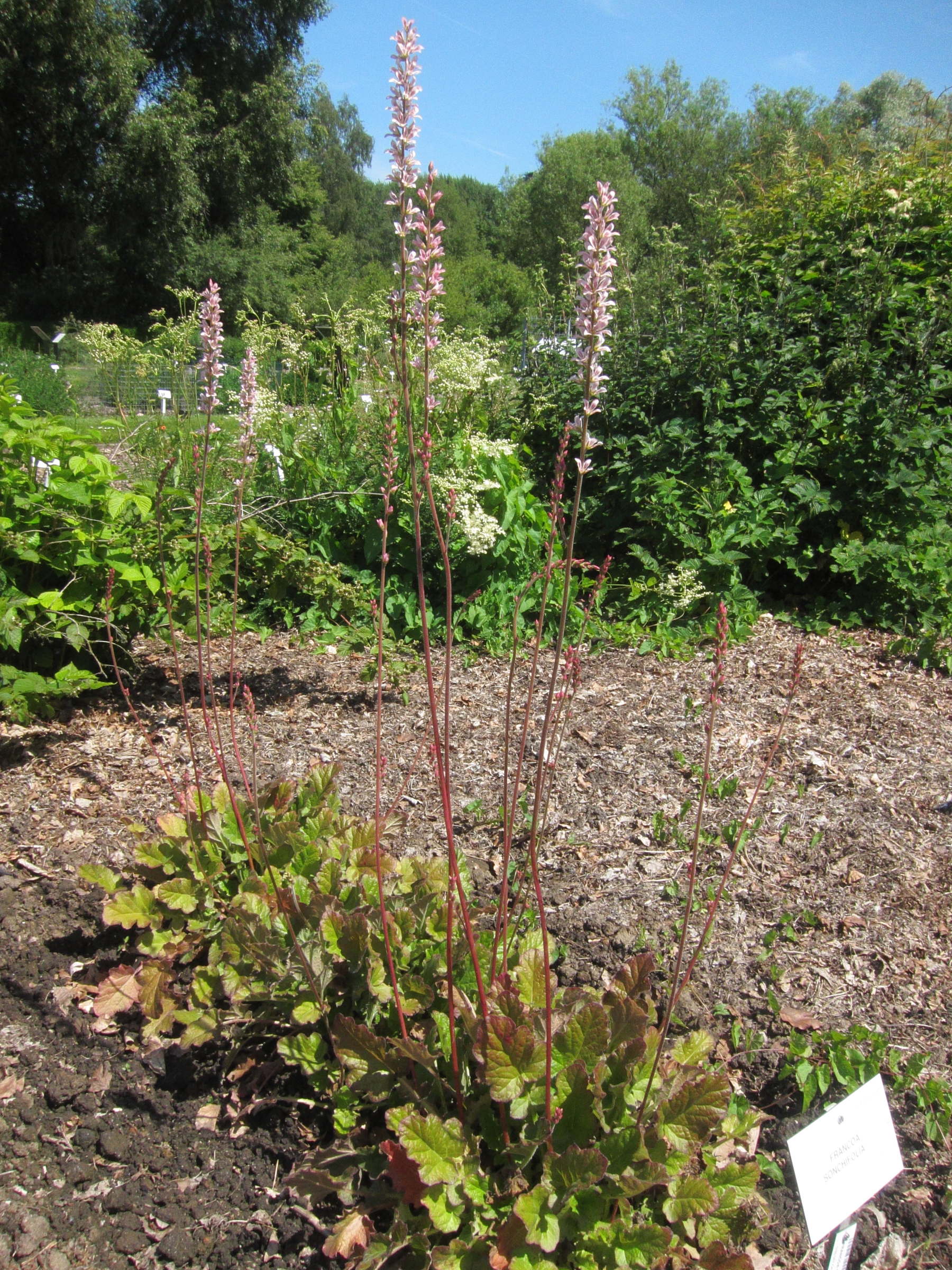 francoa_sonchifolia2bd