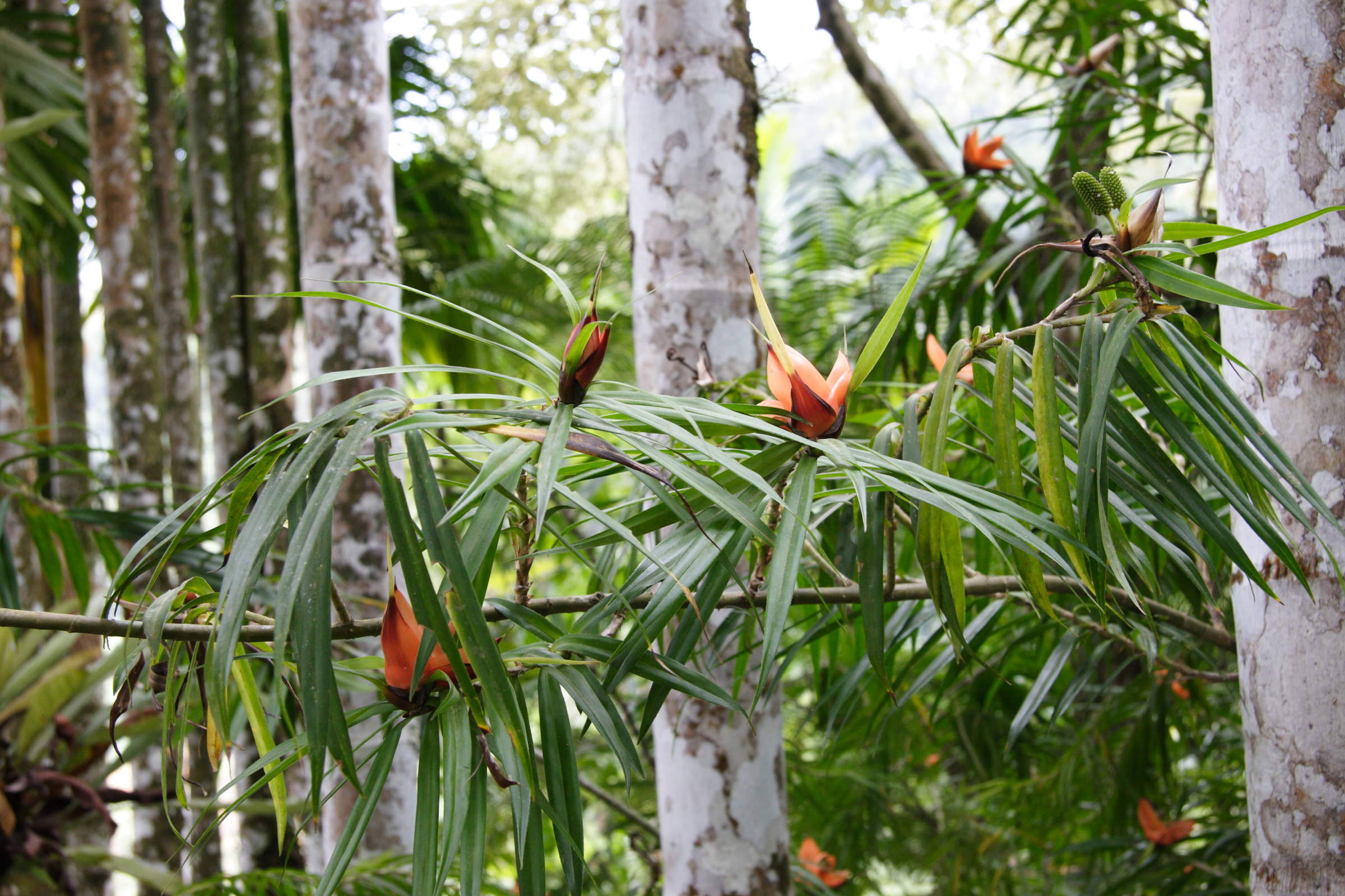 freycinetia_multiflora4md