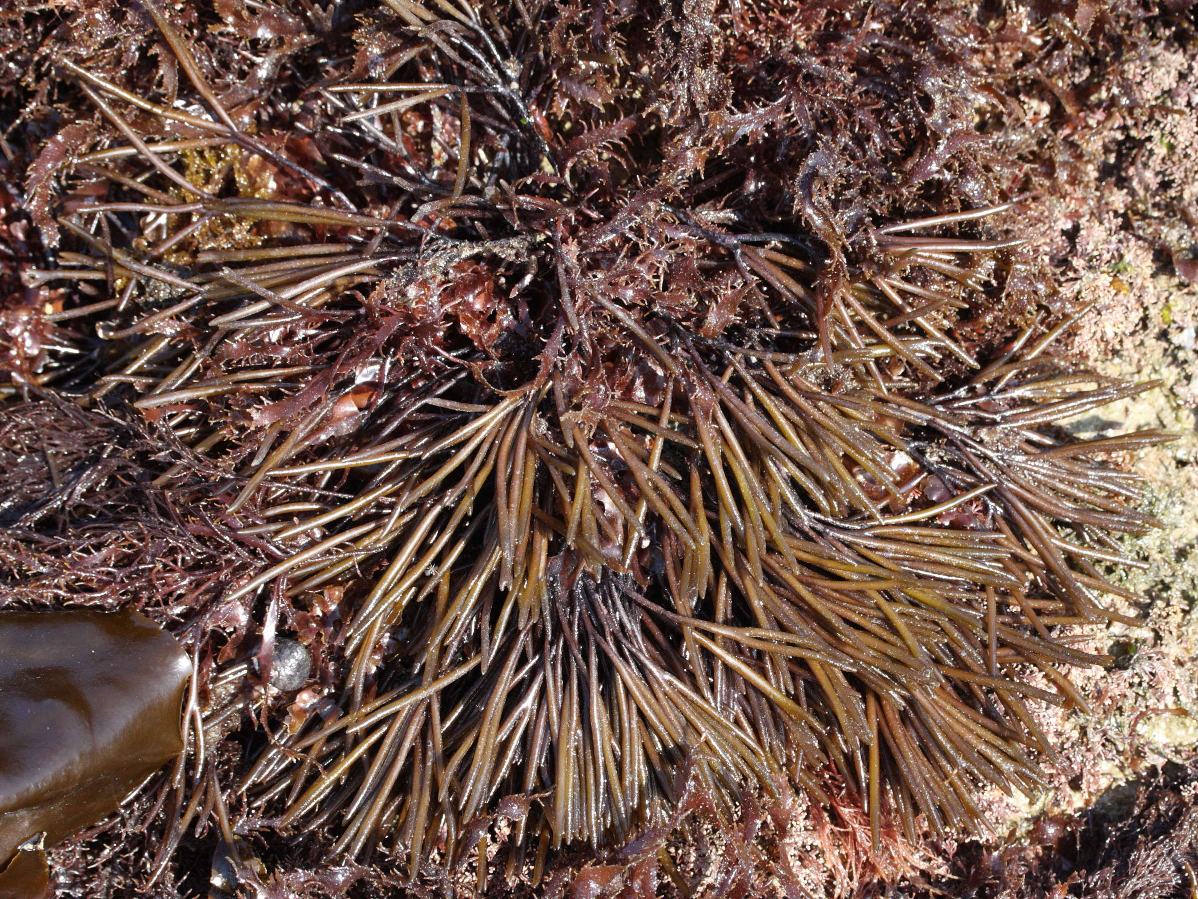 Afficher le média furcellaria_lumbricalis1md furcellaria_lumbricalis1md